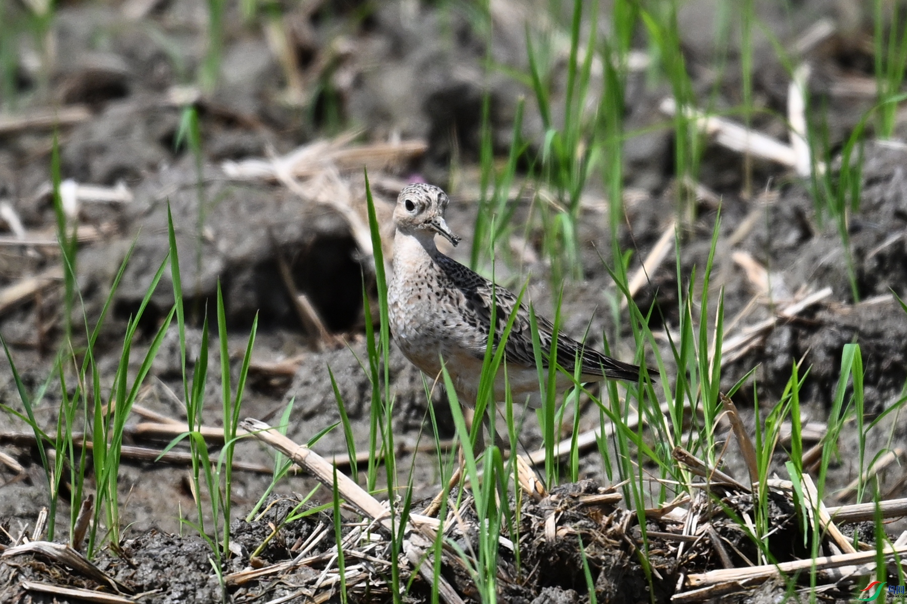 DSC_4936.JPG