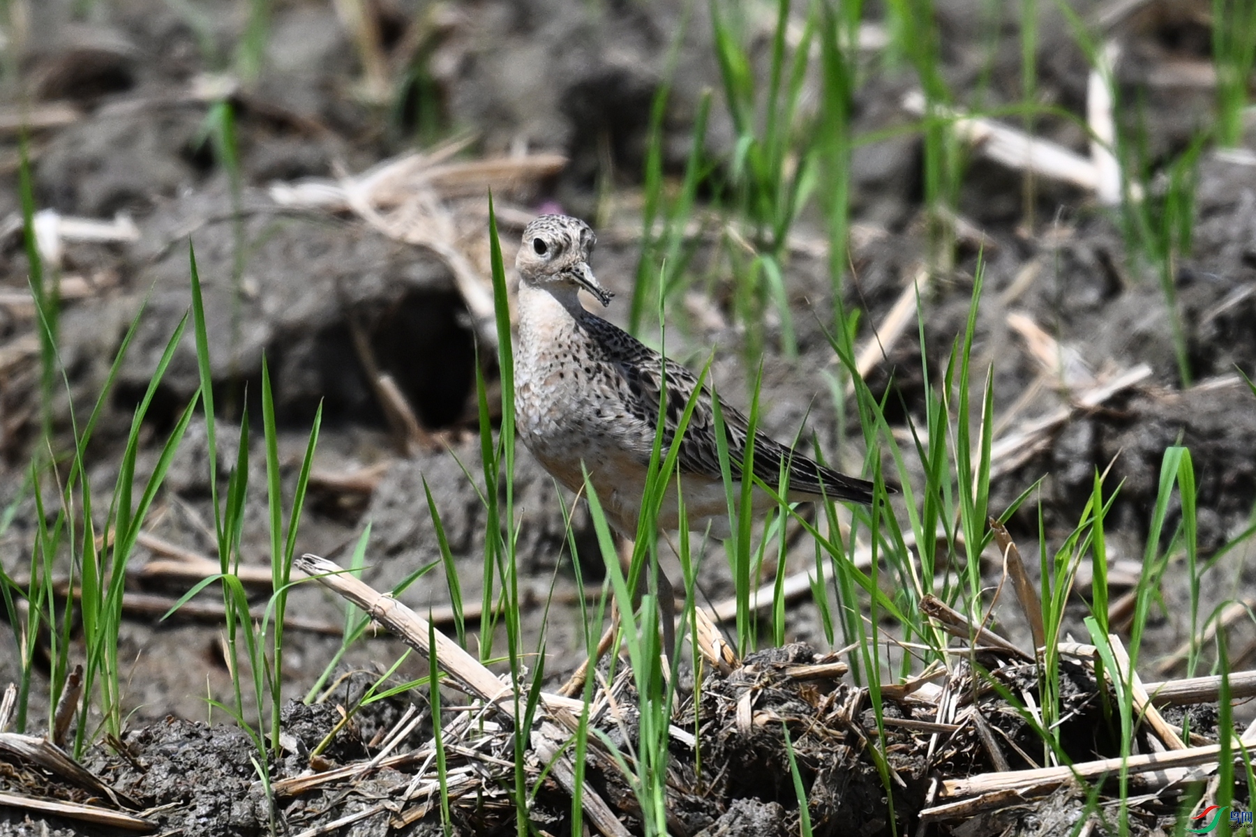 DSC_4939.JPG