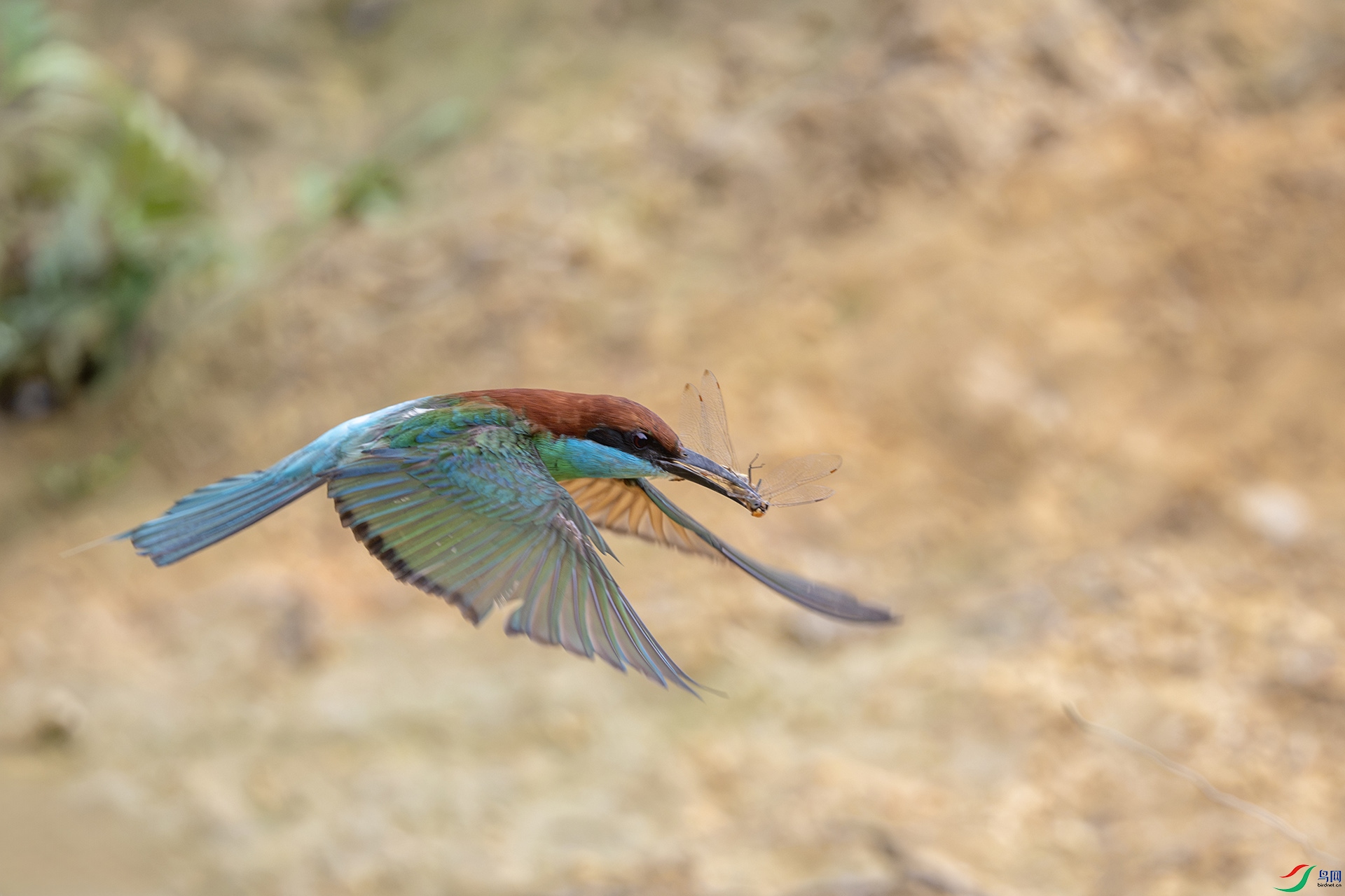 DSC_6592.jpg