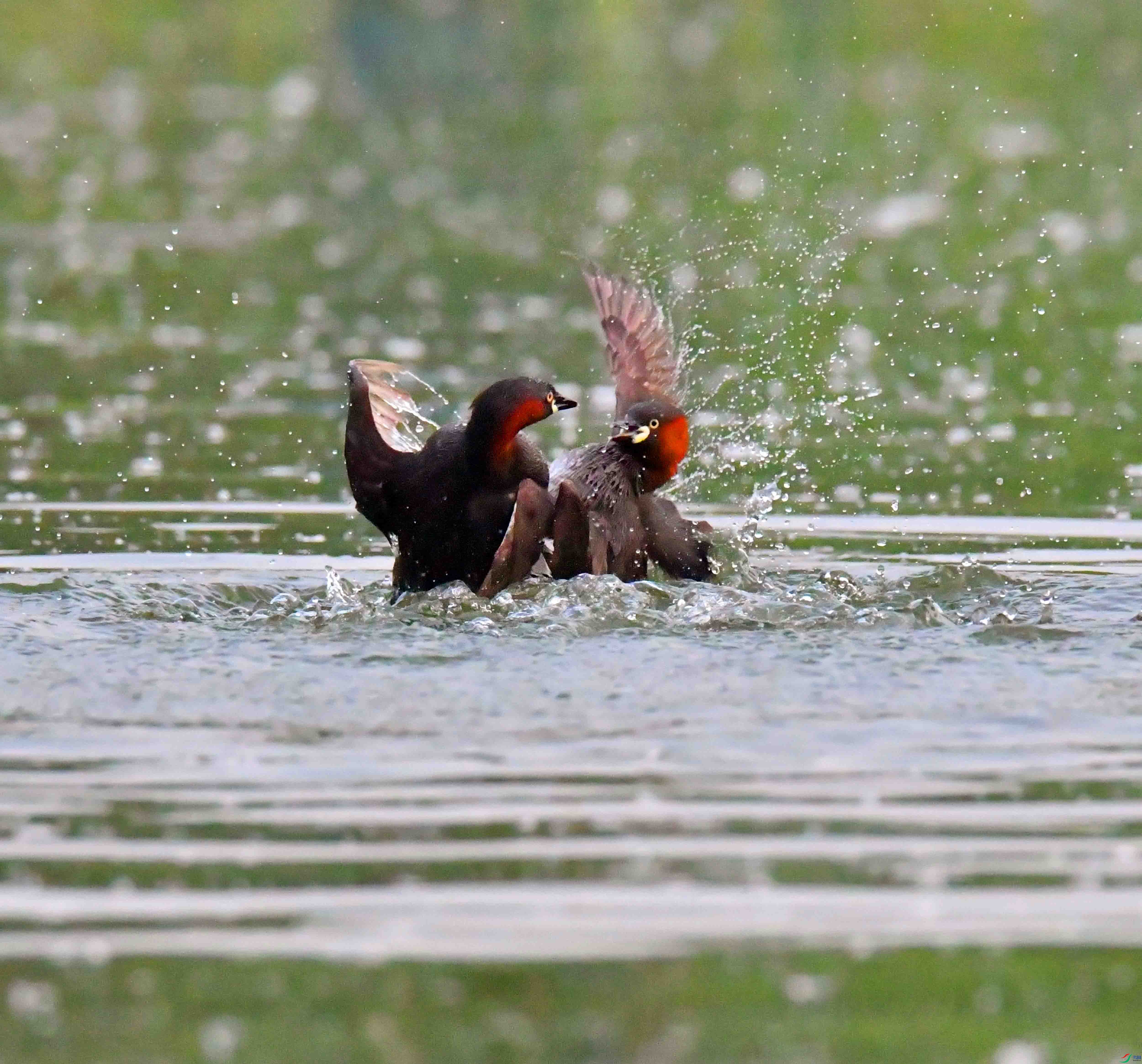 DSC_4820.JPG