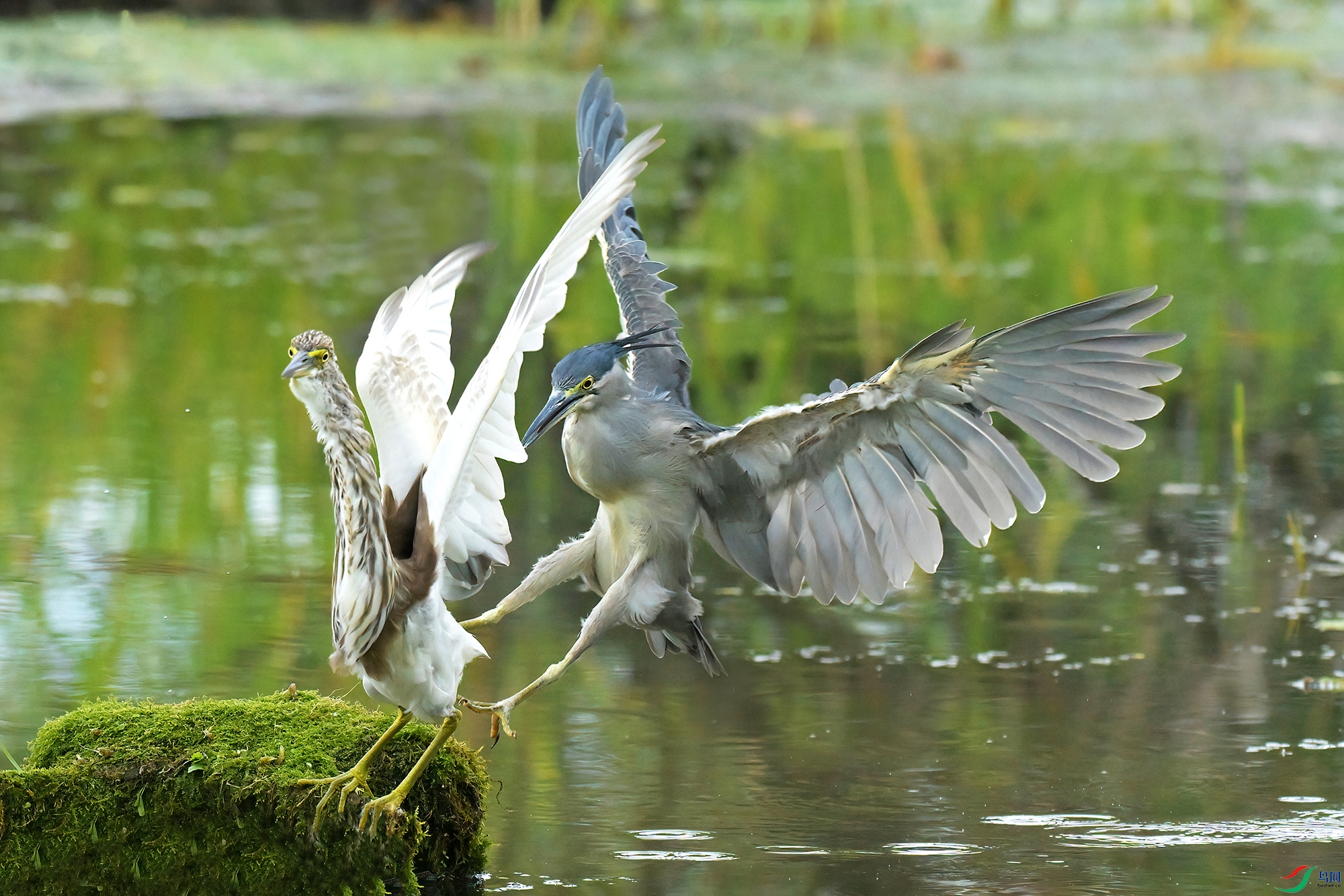 DSC_0485-V.jpg