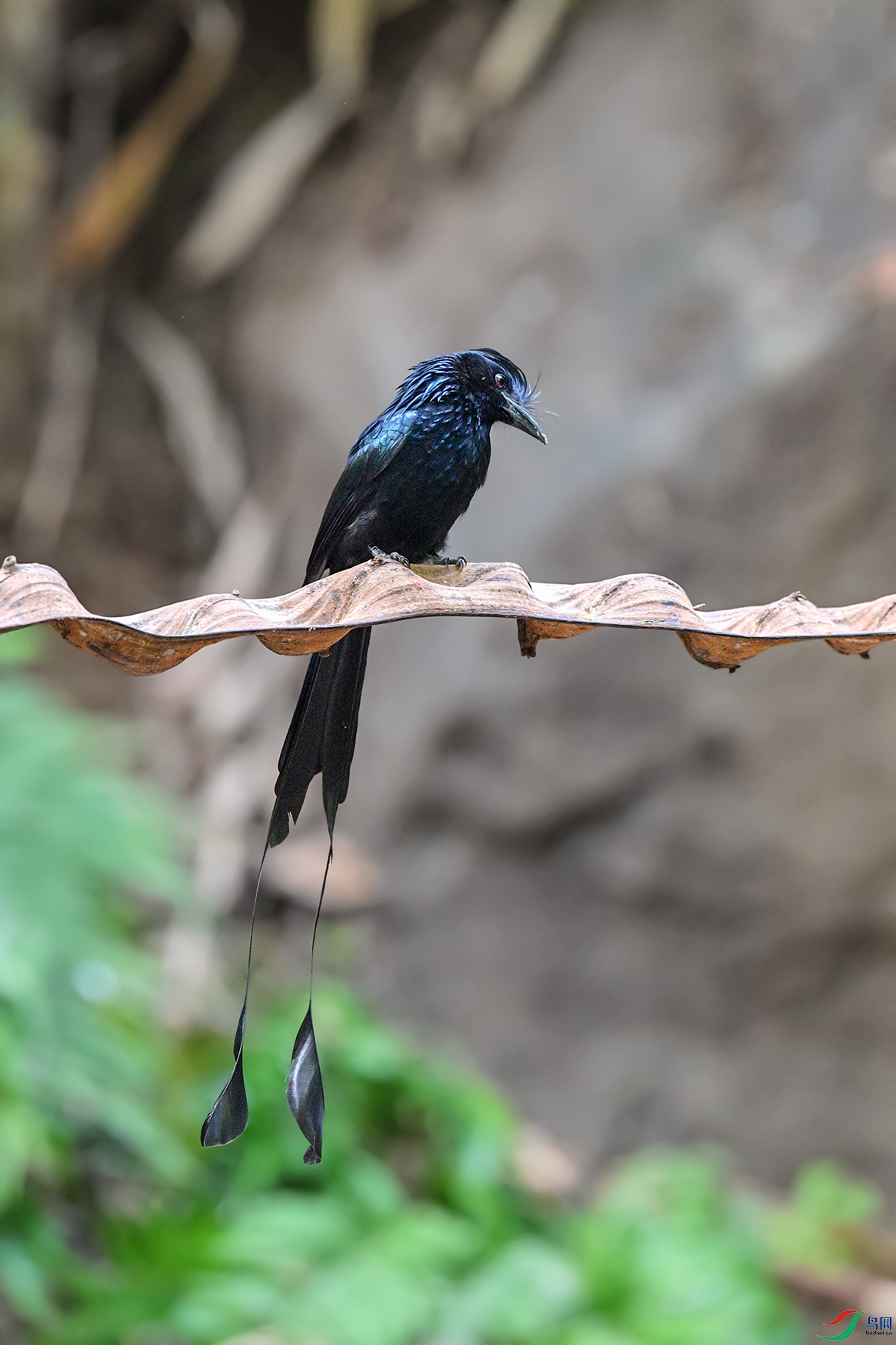 2DSC_6110aa.jpg