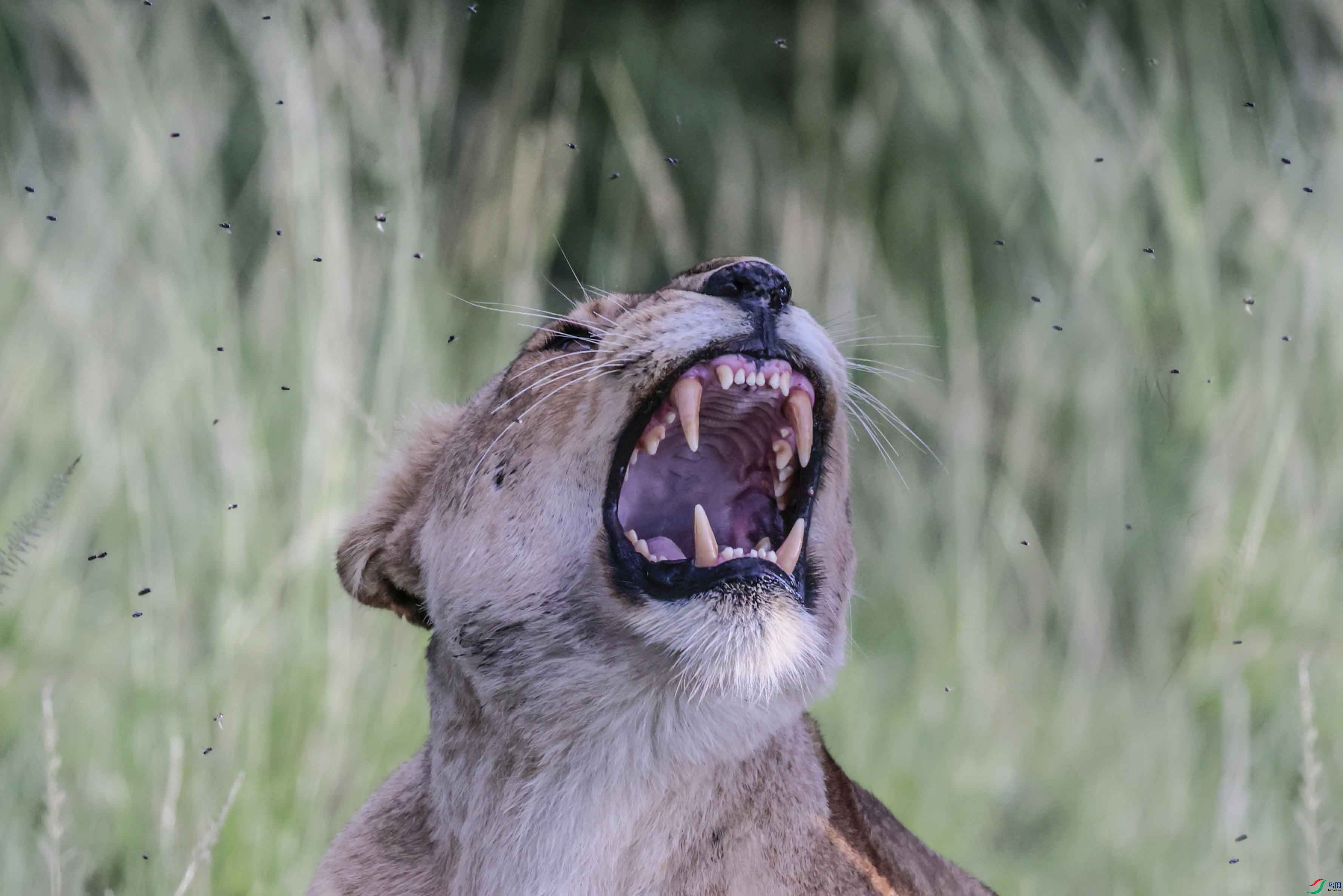 ���Ĵ�ʨ����.jpg
