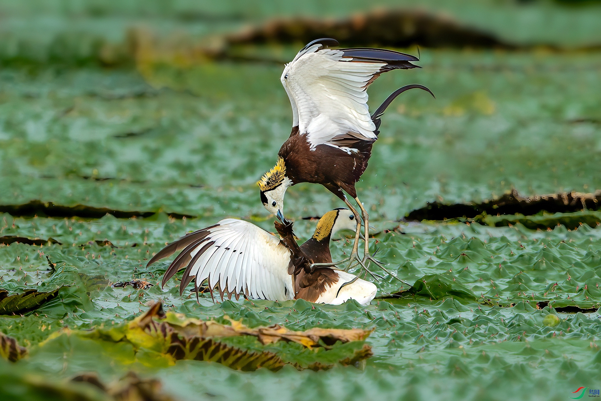 CJ6I9923-8.jpg