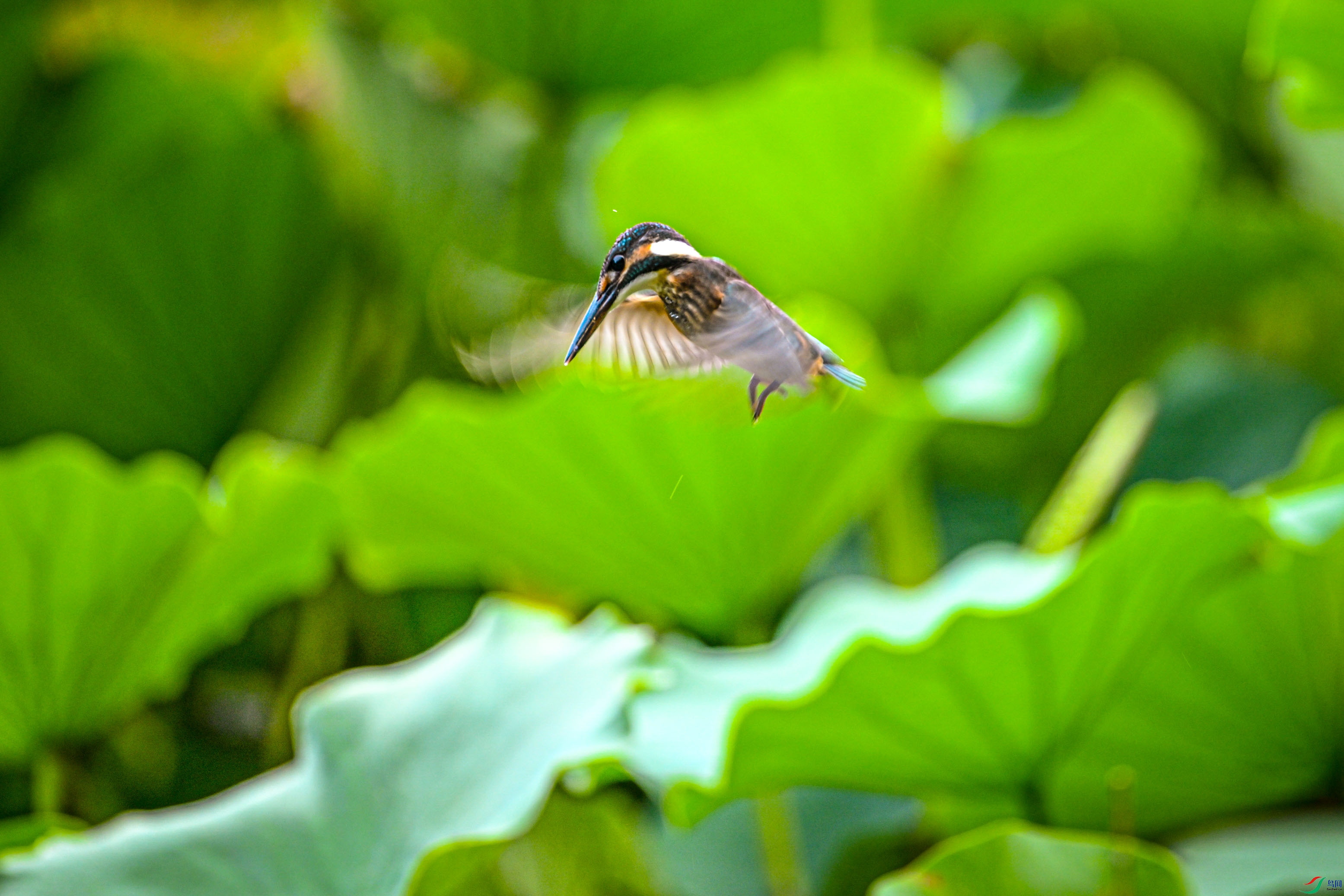DSC_1577_1.jpg