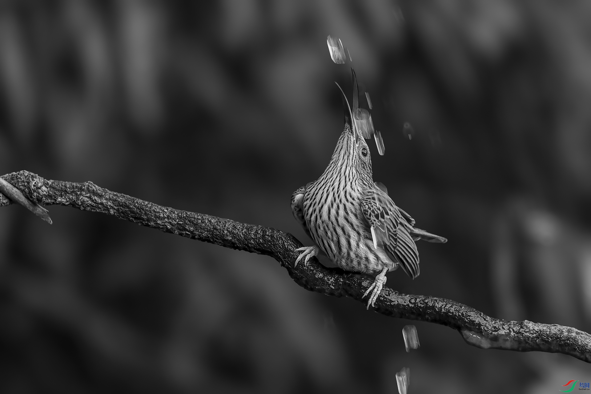 DSC_1513-1.jpg