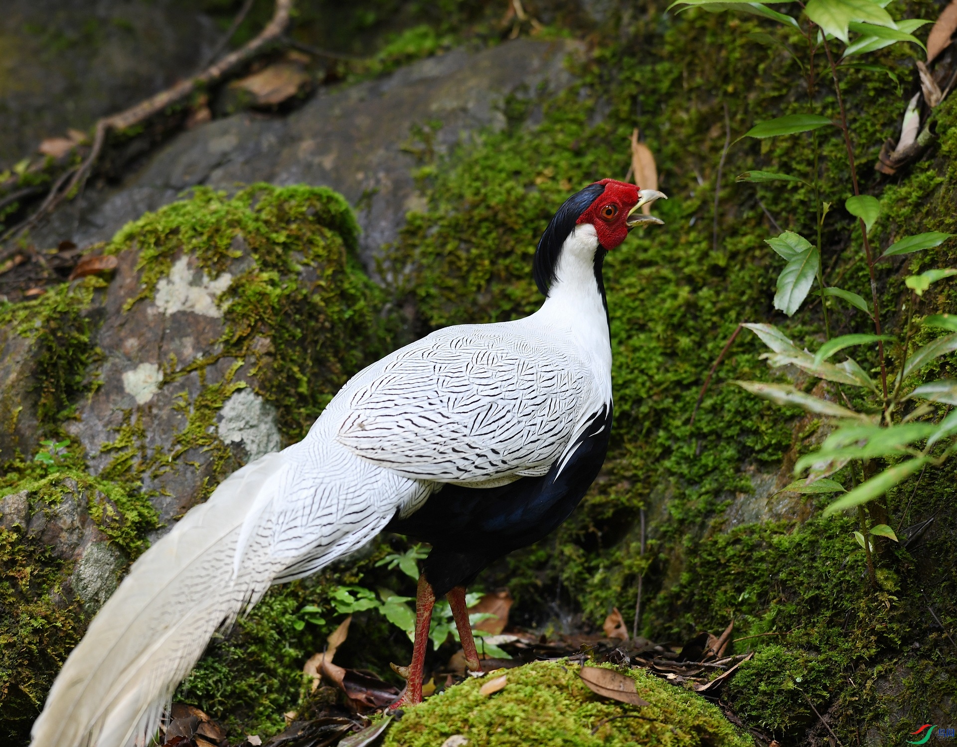 DSC_3617.jpg
