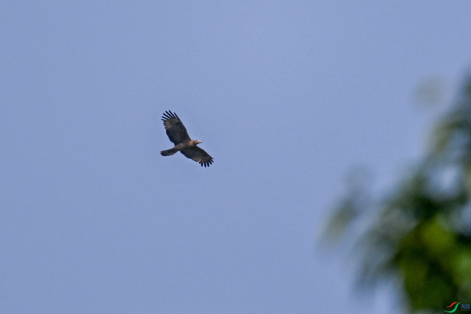 DSC_5550.JPG