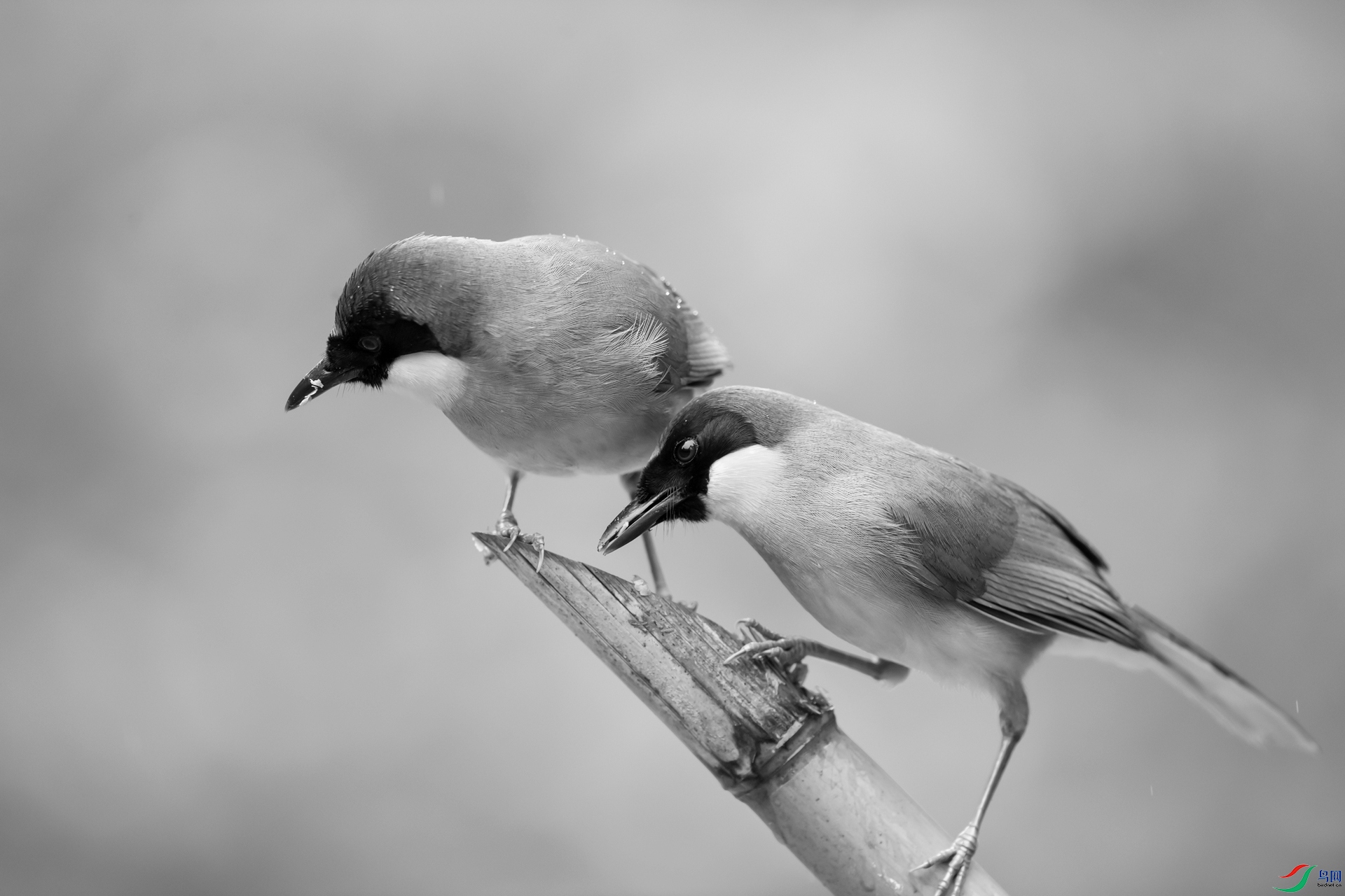DSC_�ƺ����� - ����.jpg
