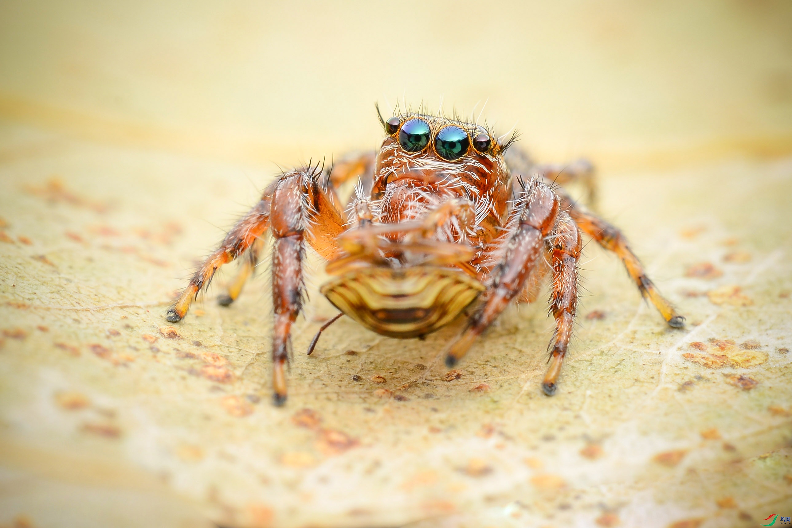 DSC_5181-0.jpg