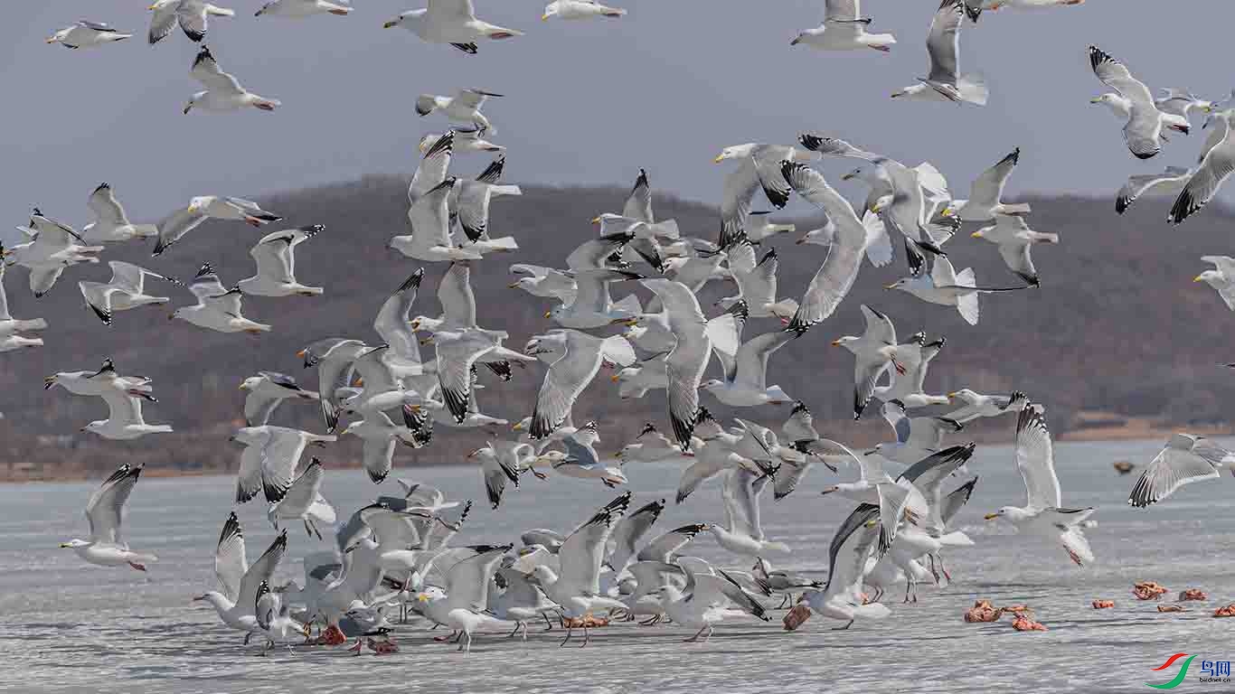 DSC_4274-����ǿ-NR ����12.jpg