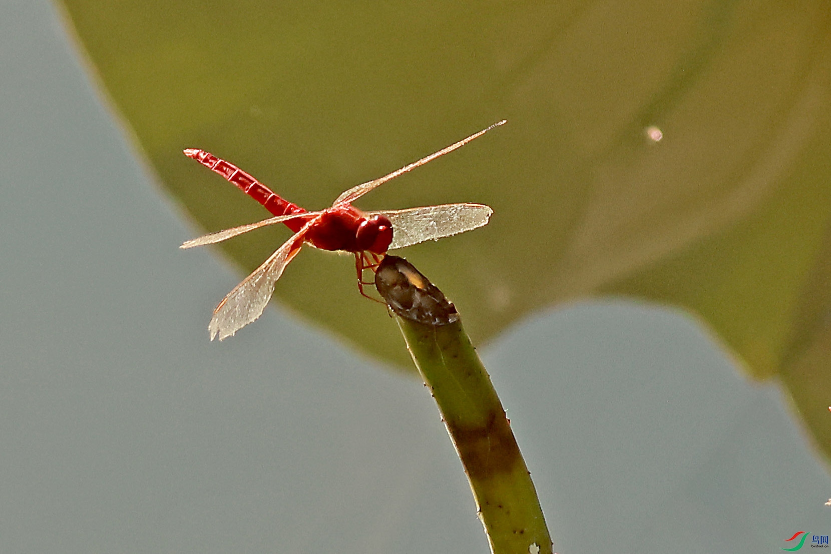2G9A4456.JPG