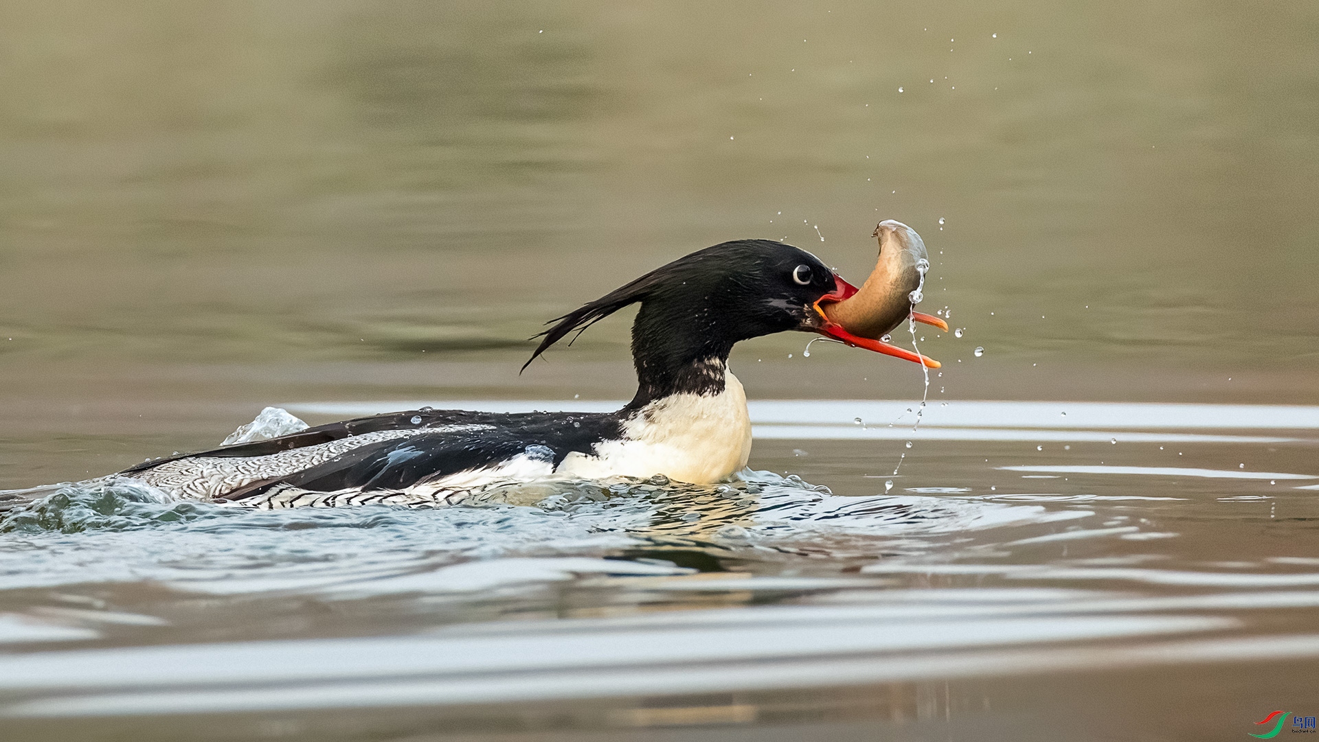 AK8I1865.jpg