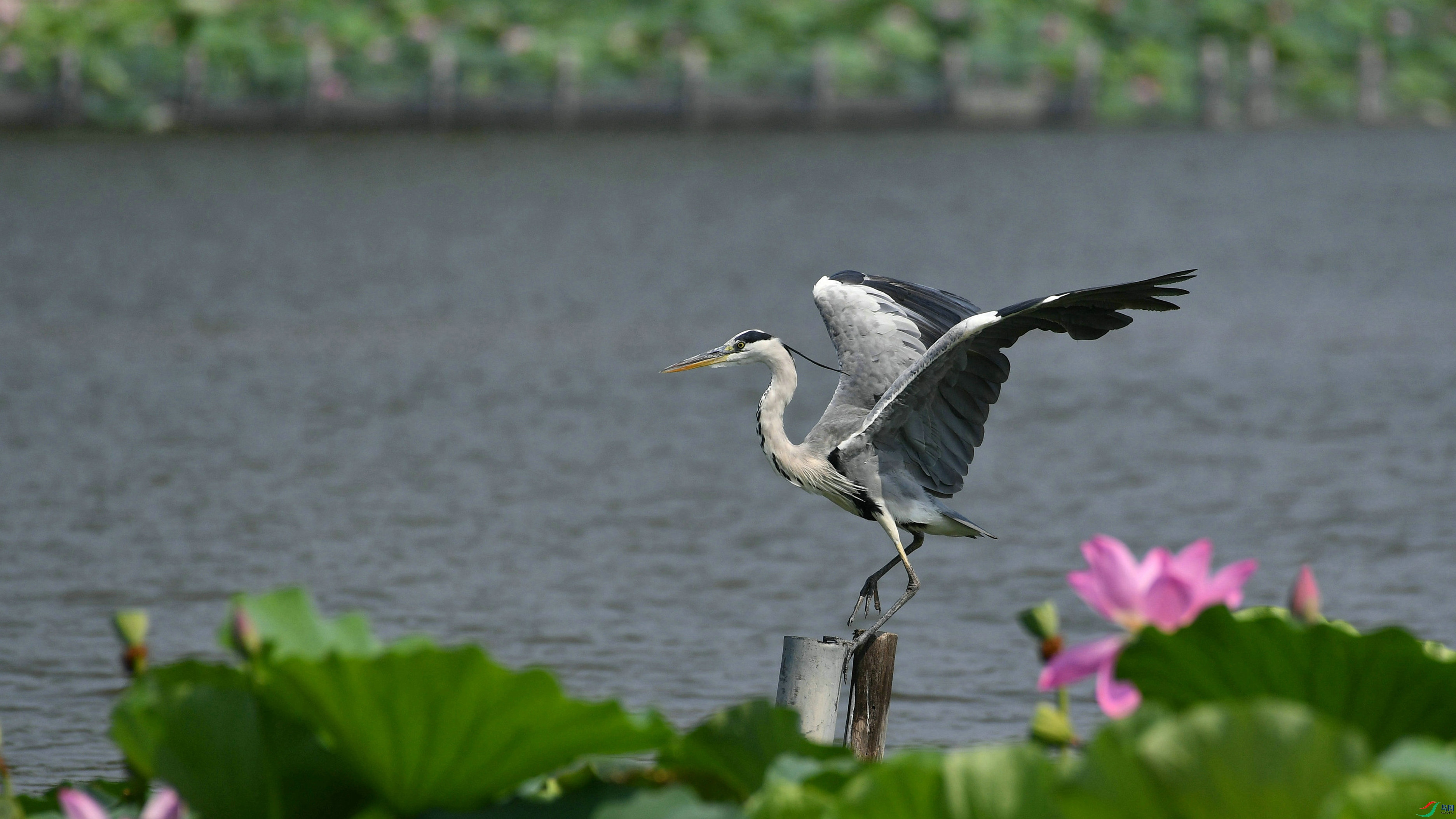 DSC_0222.JPG