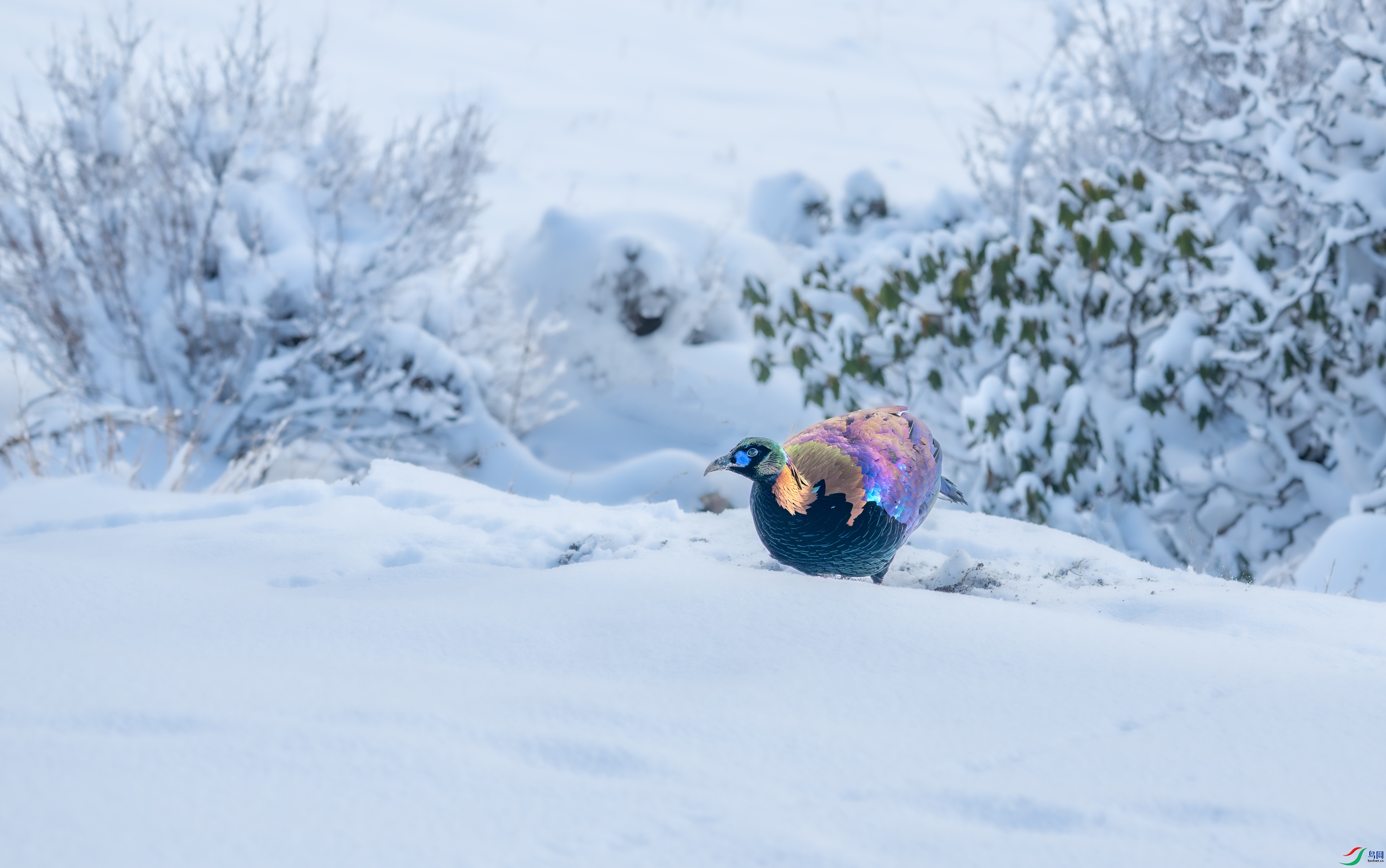 DSC_9128-11.jpg