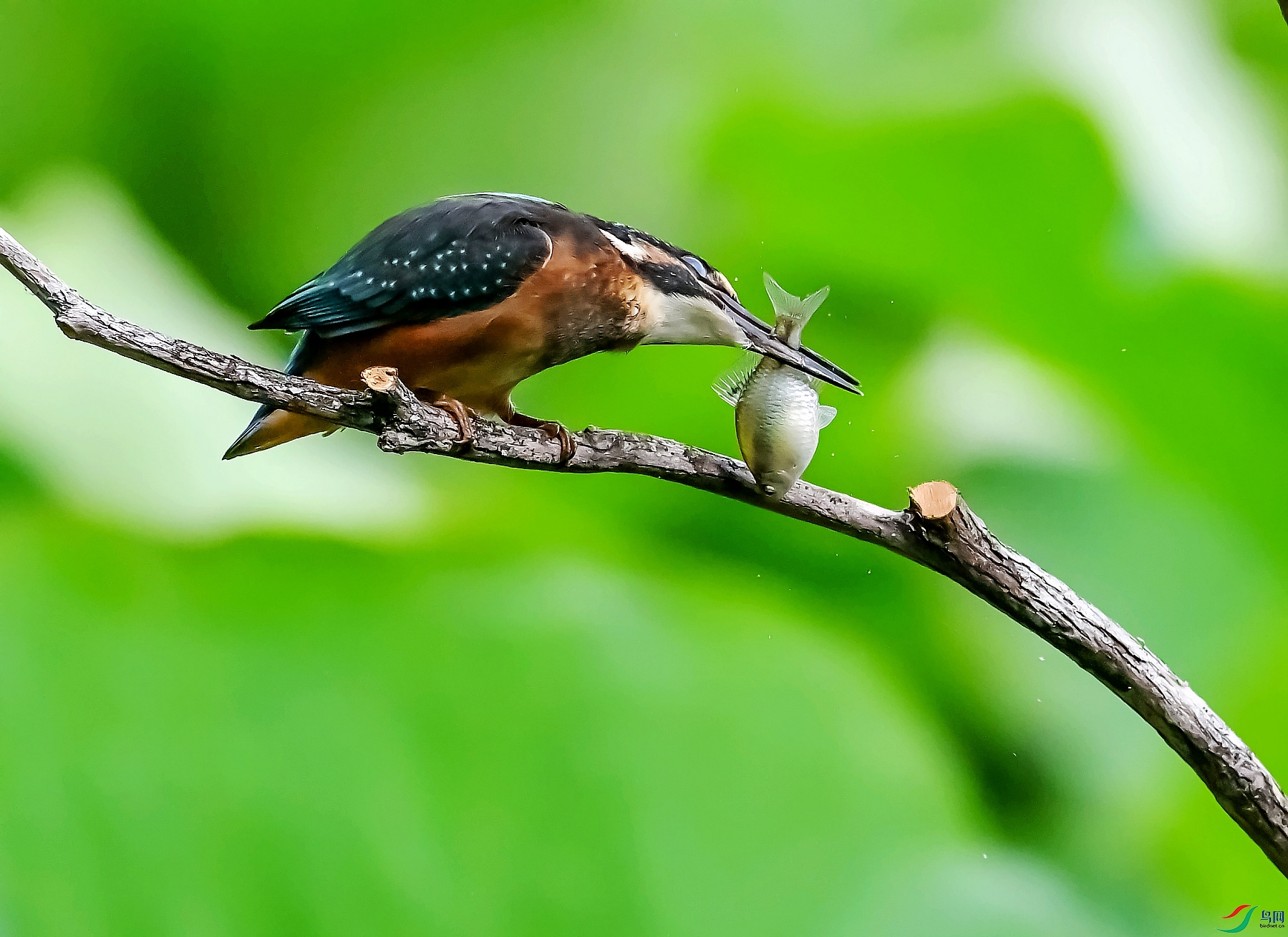 DSC_1664ˤ��.jpg