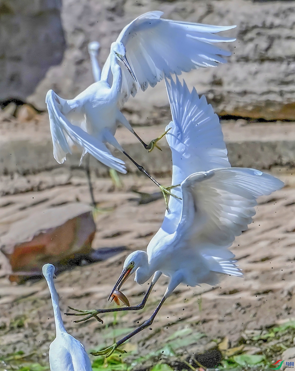 DSC_4514���.jpg