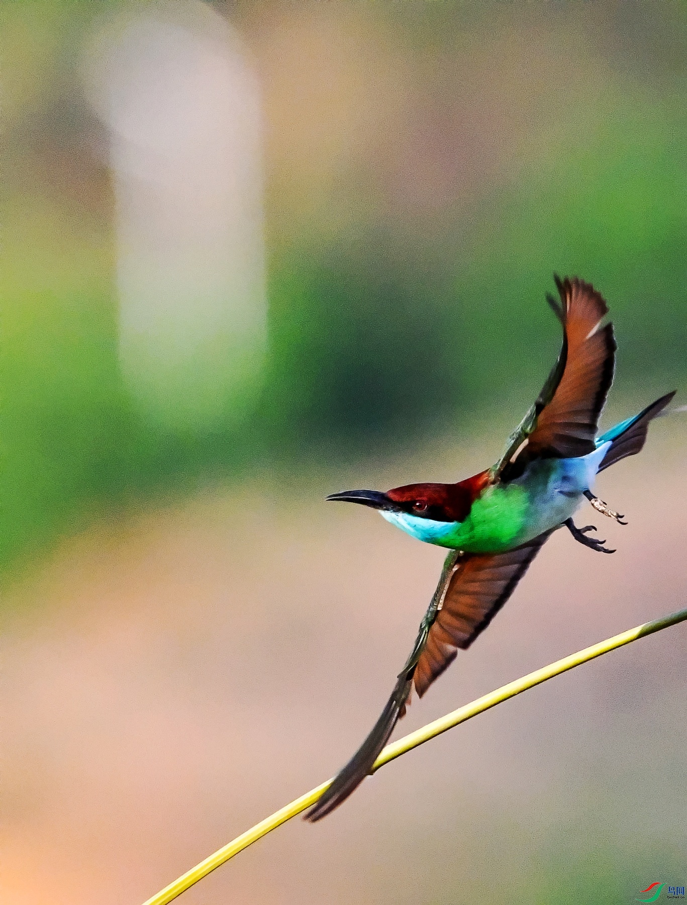 DSC_2075---_conew1.jpg