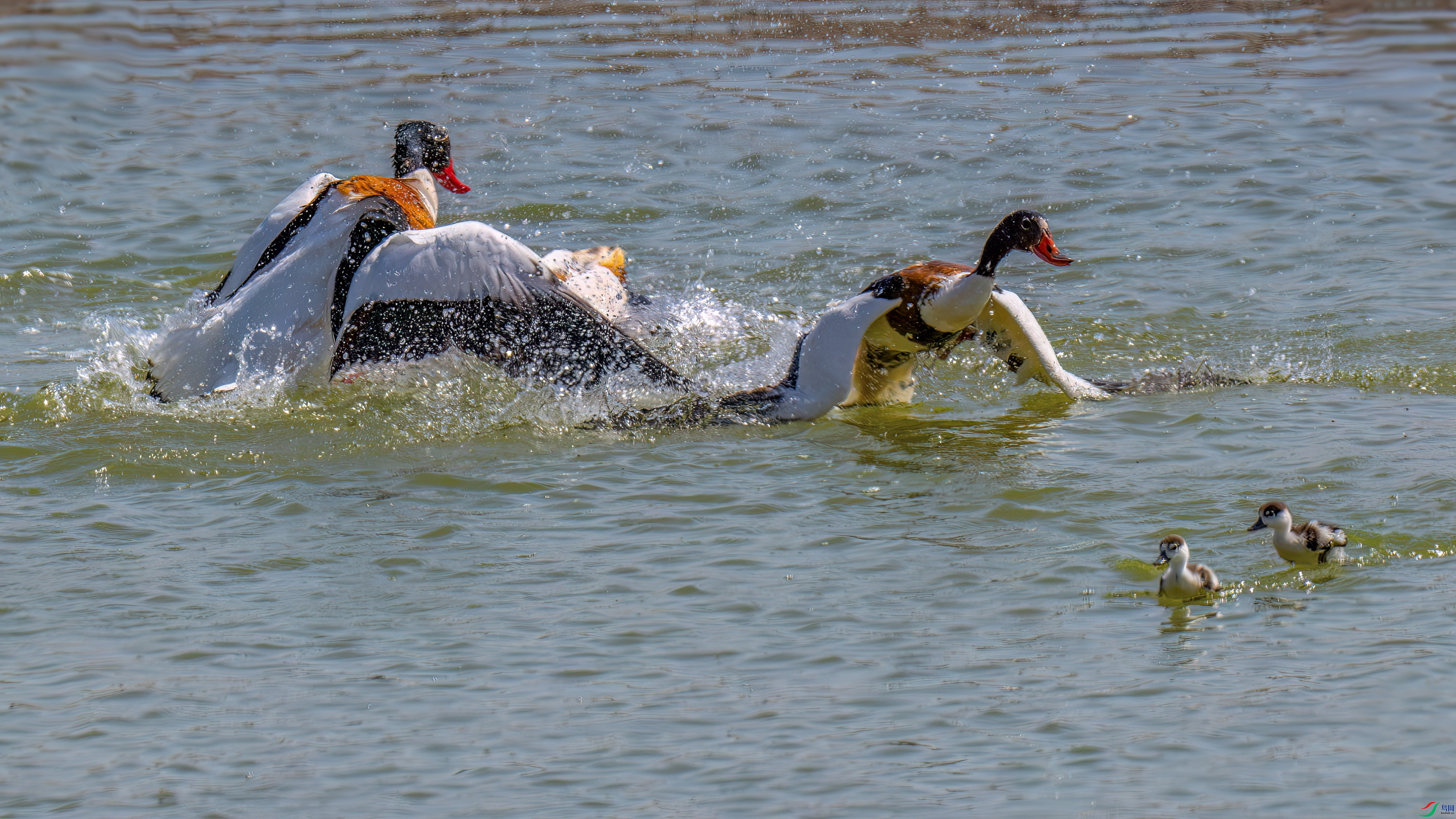 DSC_3415.jpg