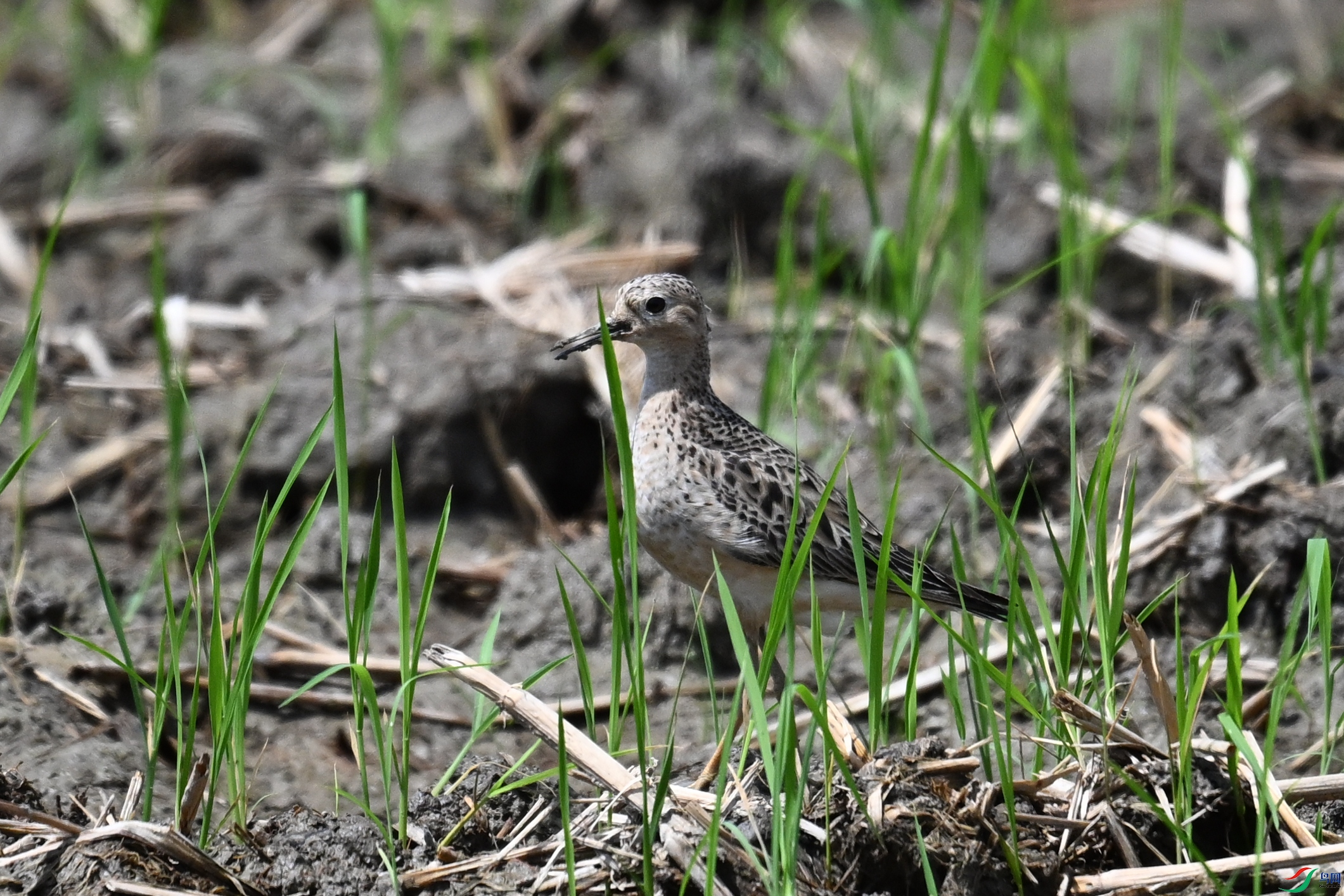 DSC_4946.JPG