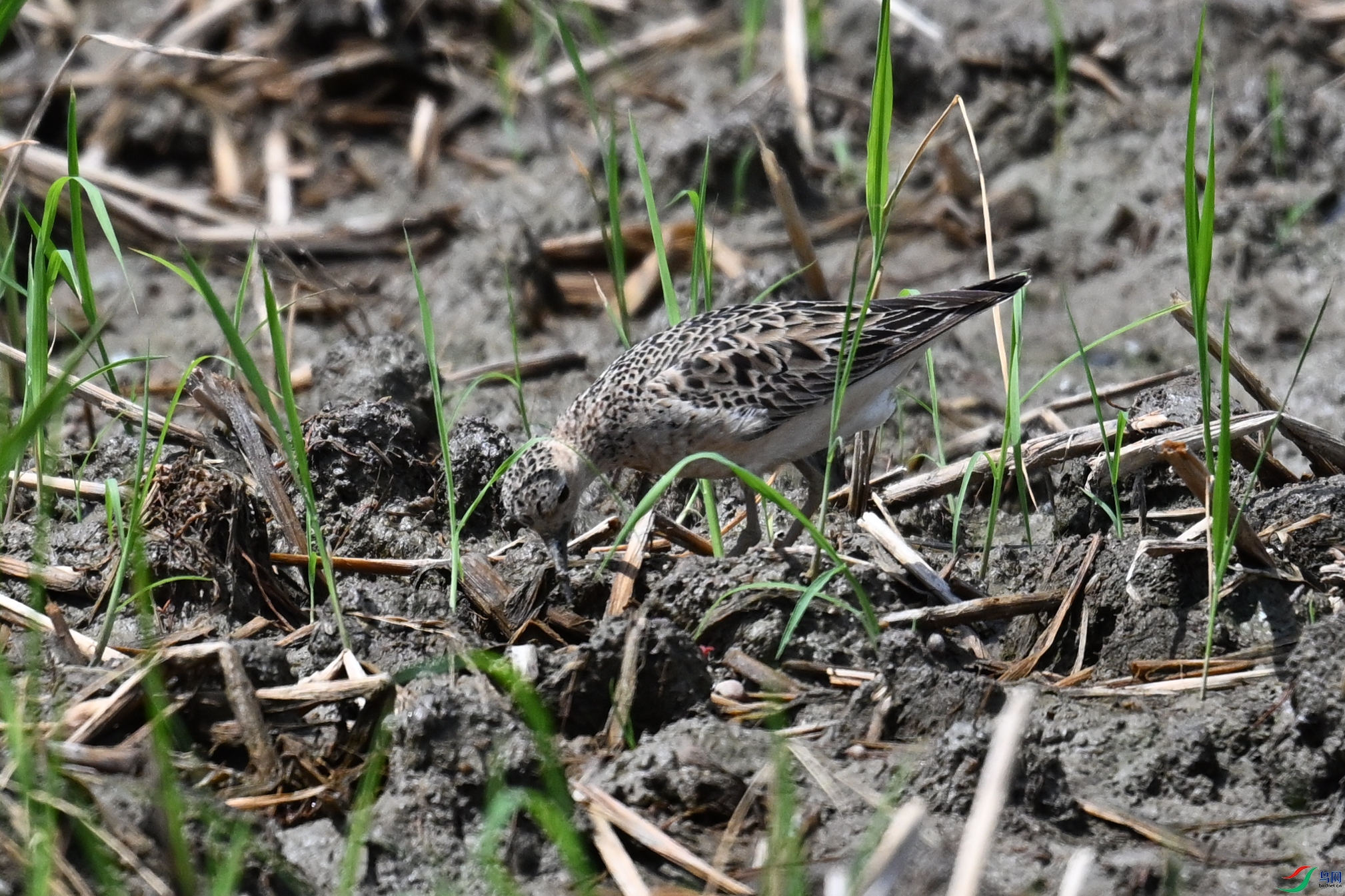 DSC_4956.JPG
