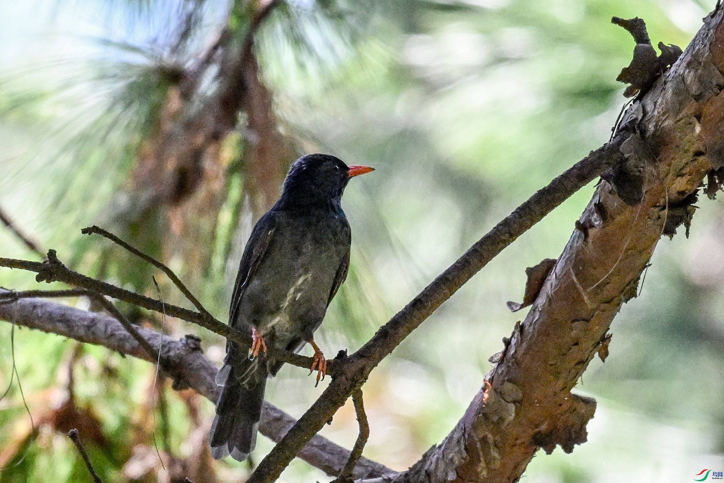 DSC_4983.JPG