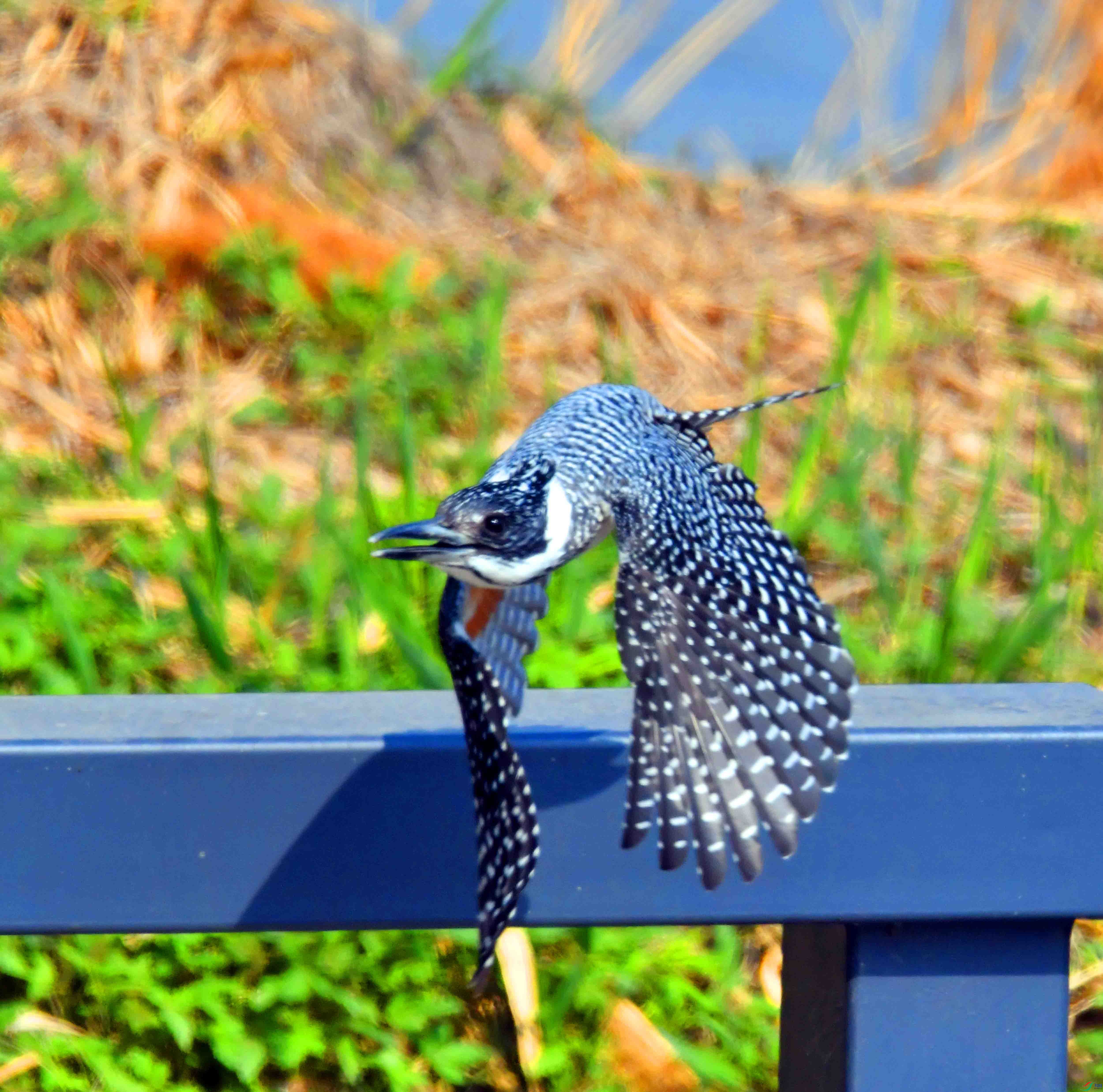 DSC_1431.JPG