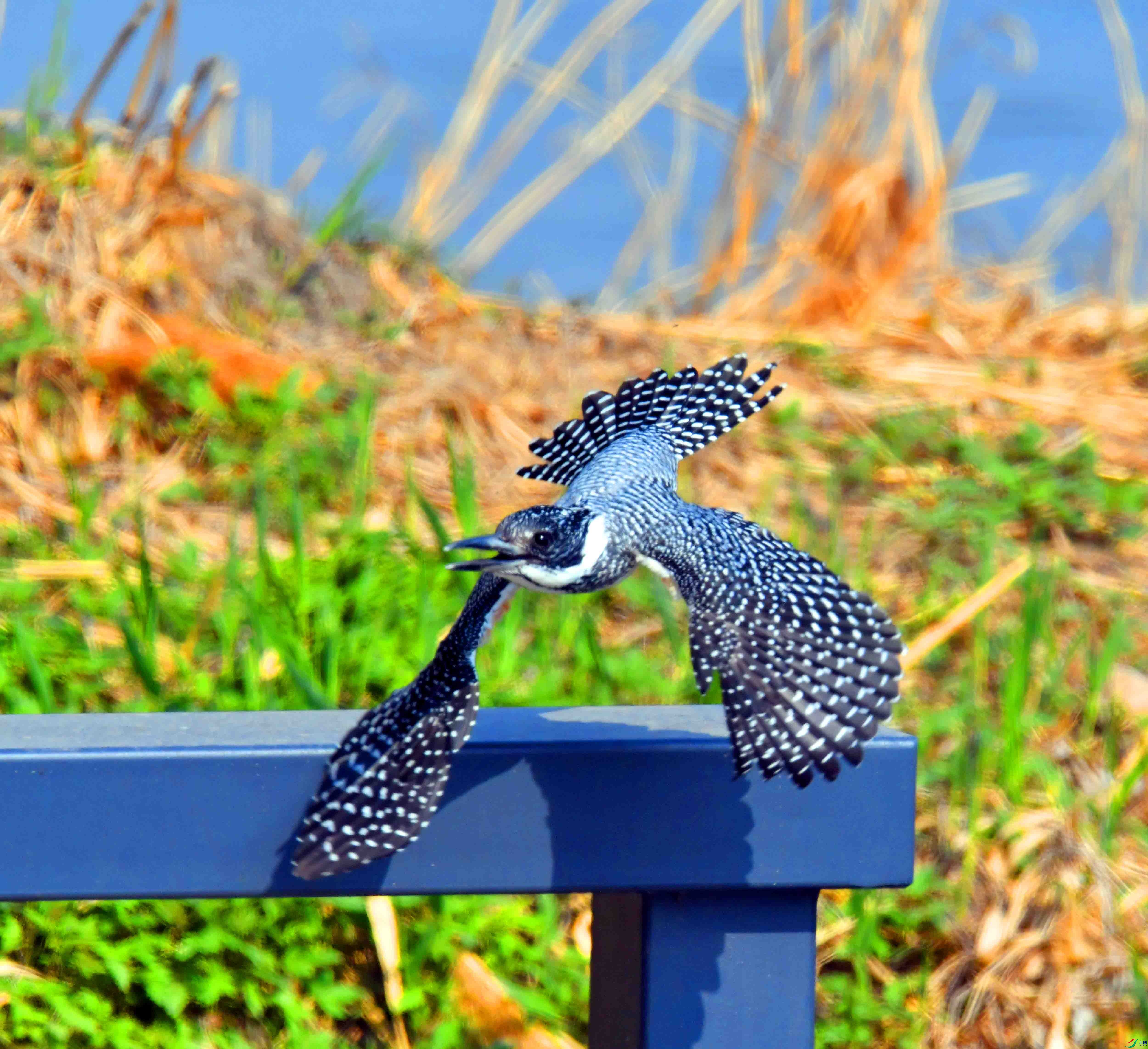DSC_1430.JPG