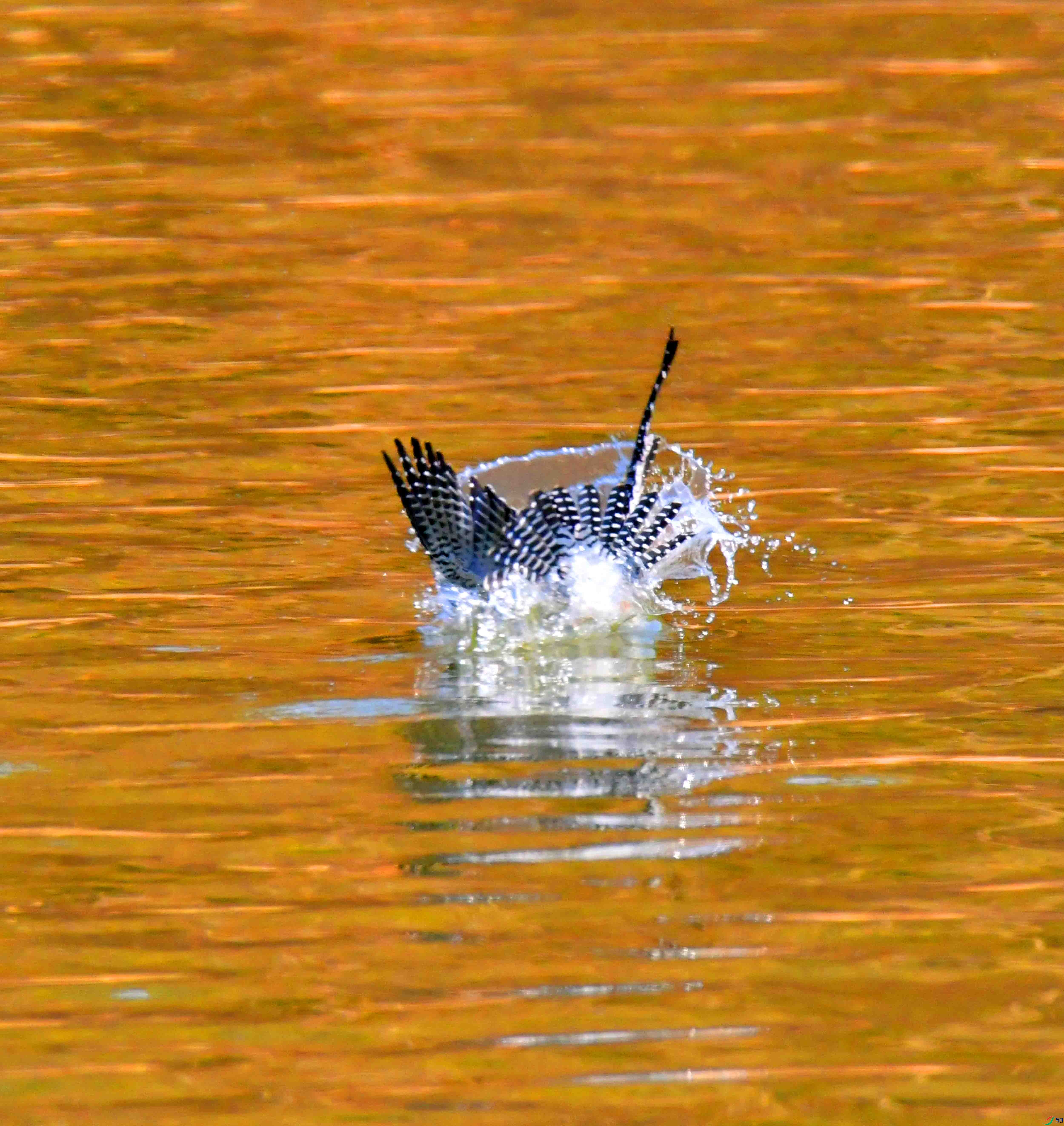 DSC_1463.JPG