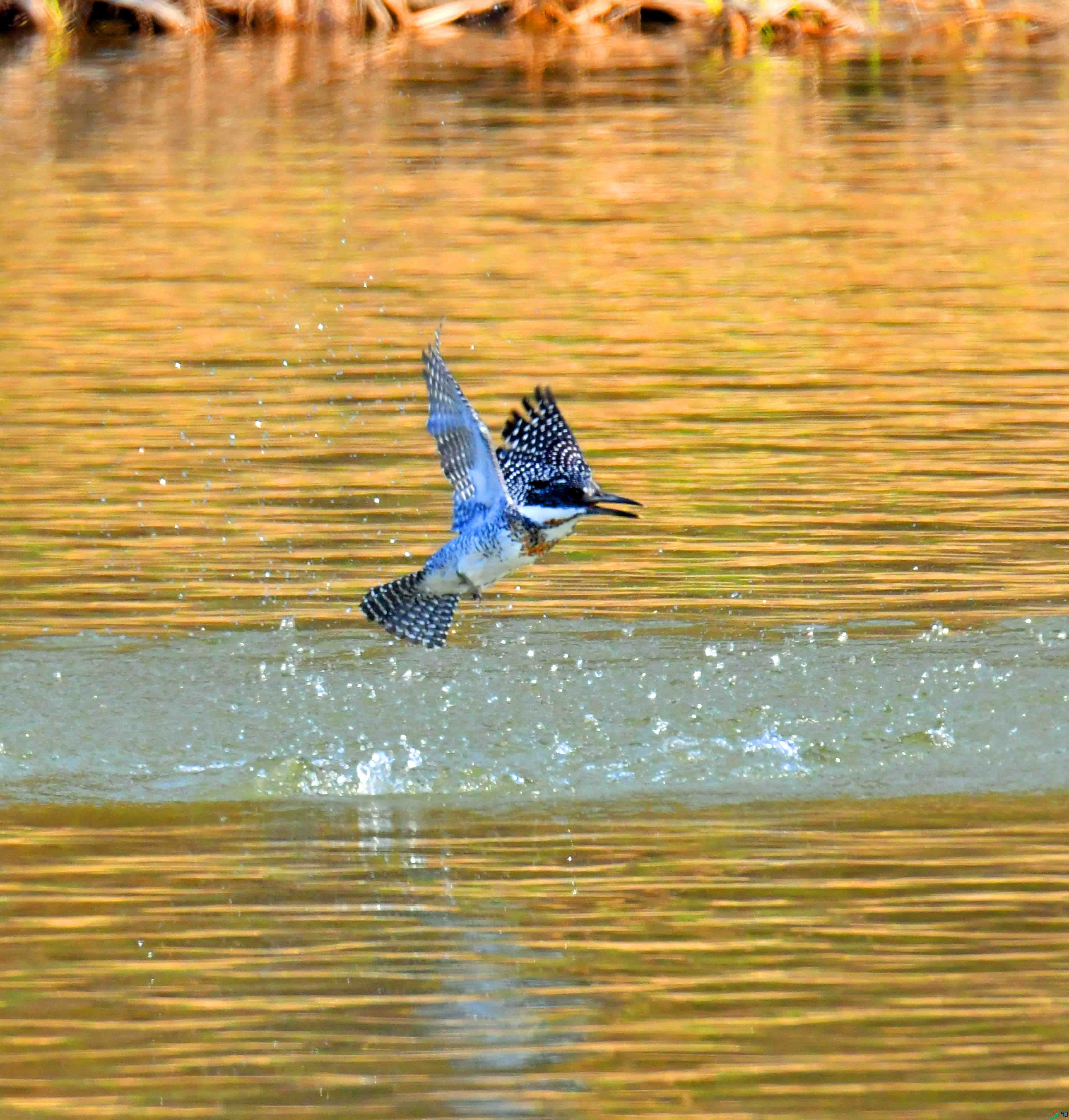 DSC_1486.JPG