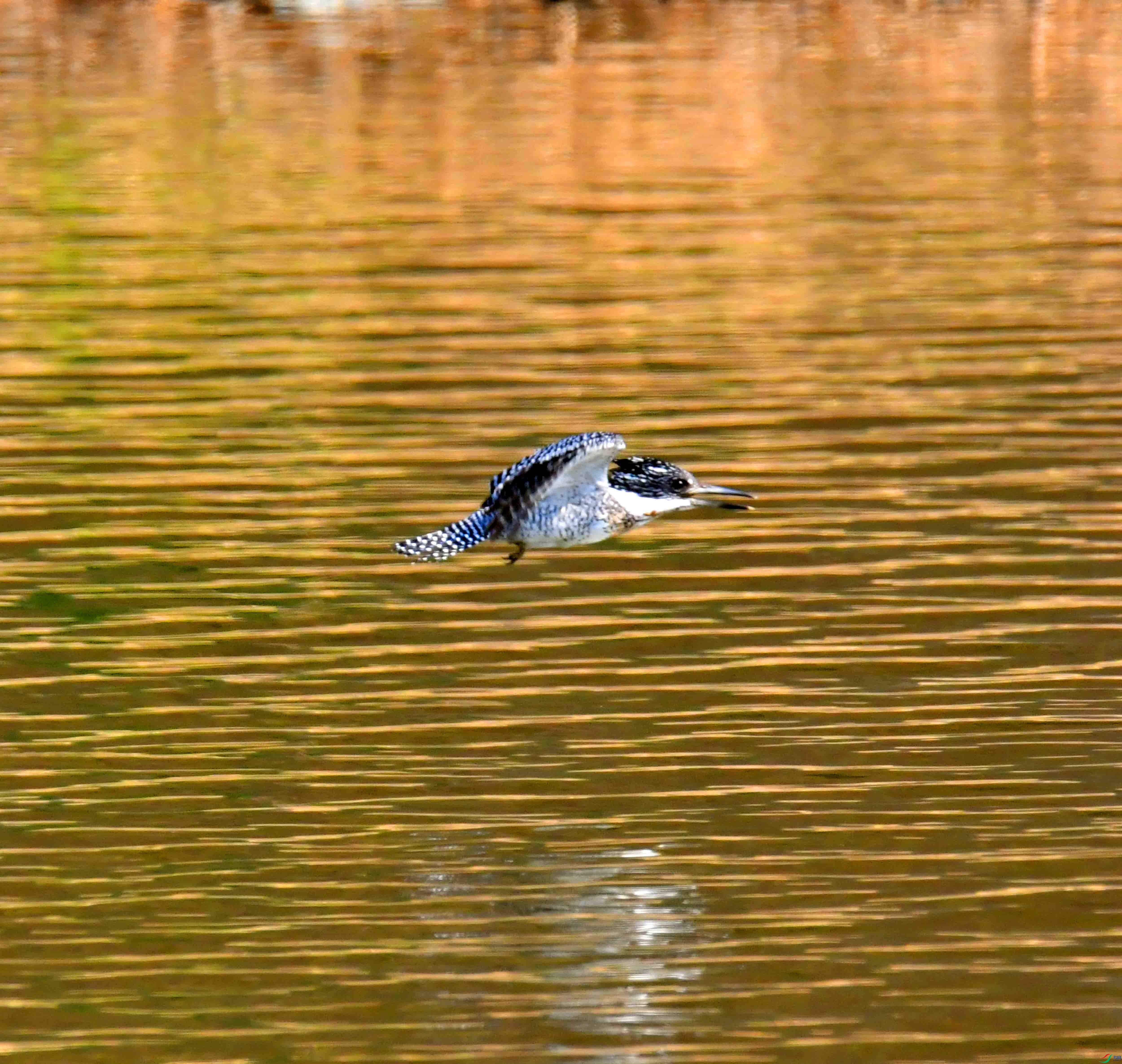 DSC_1491.JPG