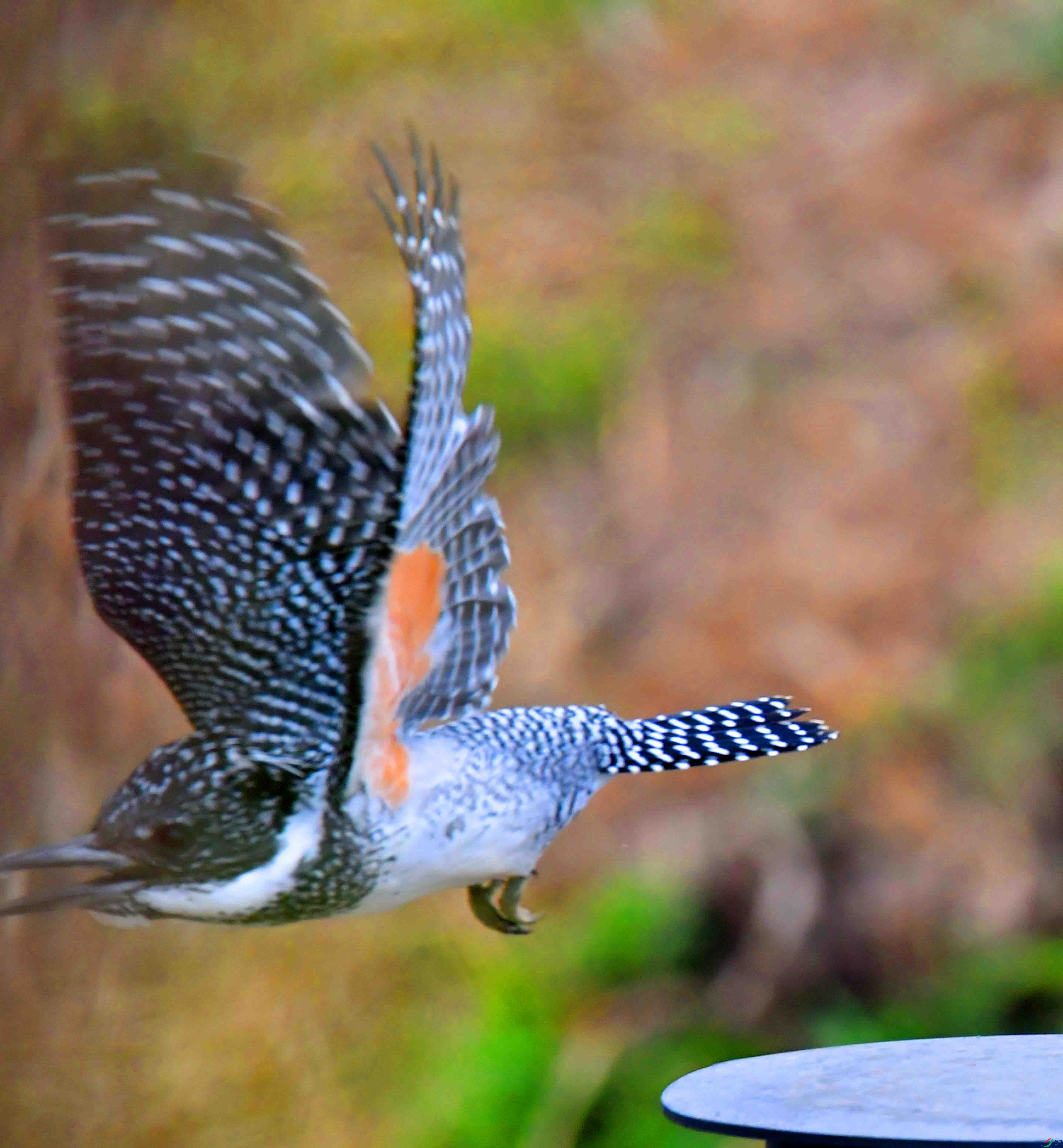 DSC_1695.JPG
