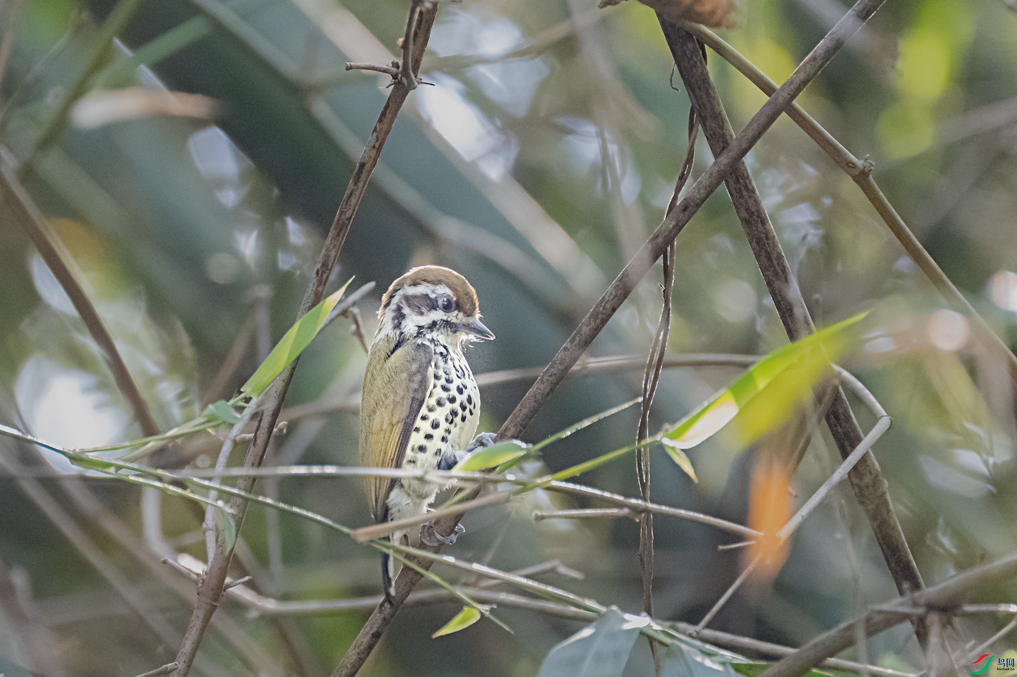 DSC_2737.jpg