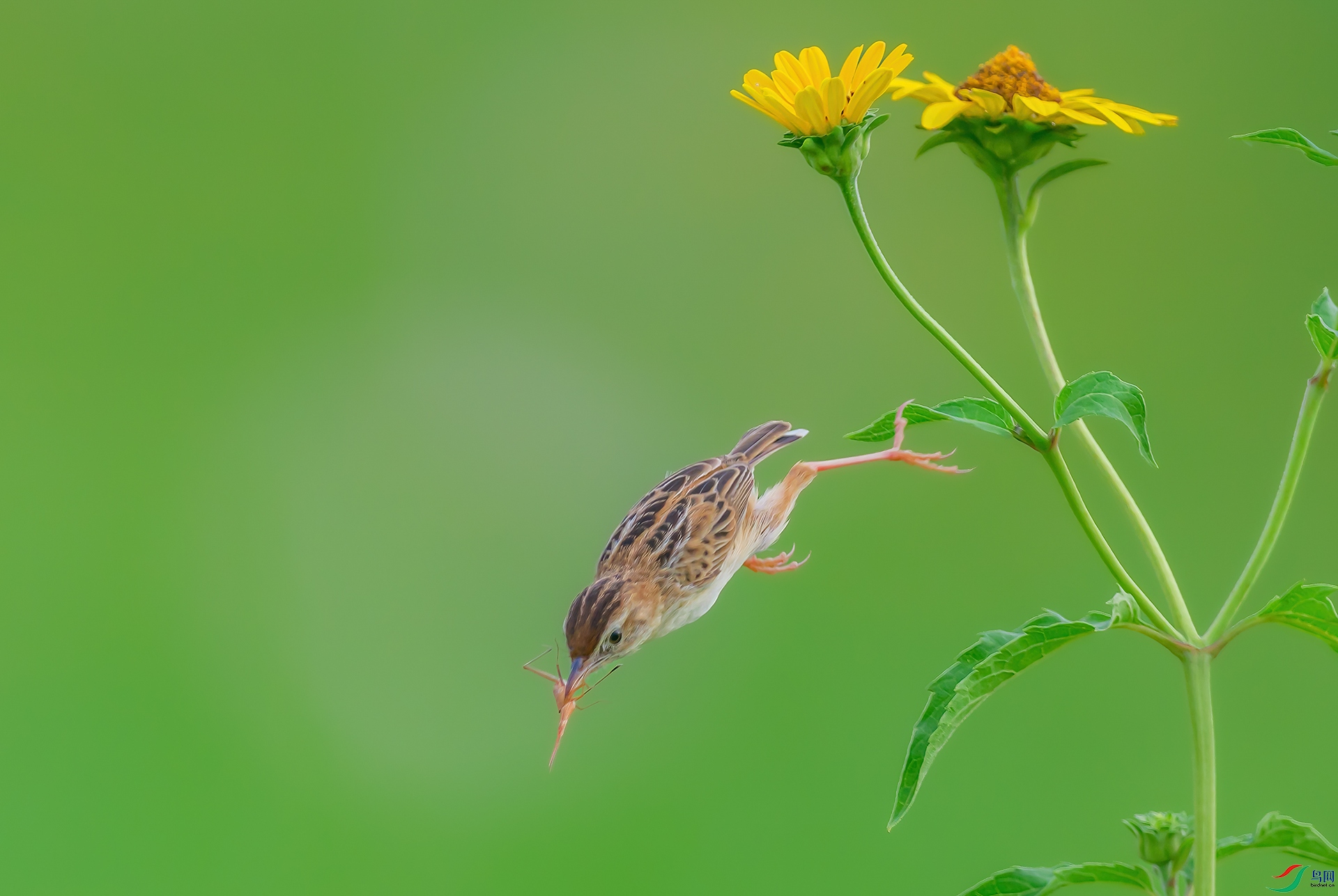 DSC_2283-1.jpg