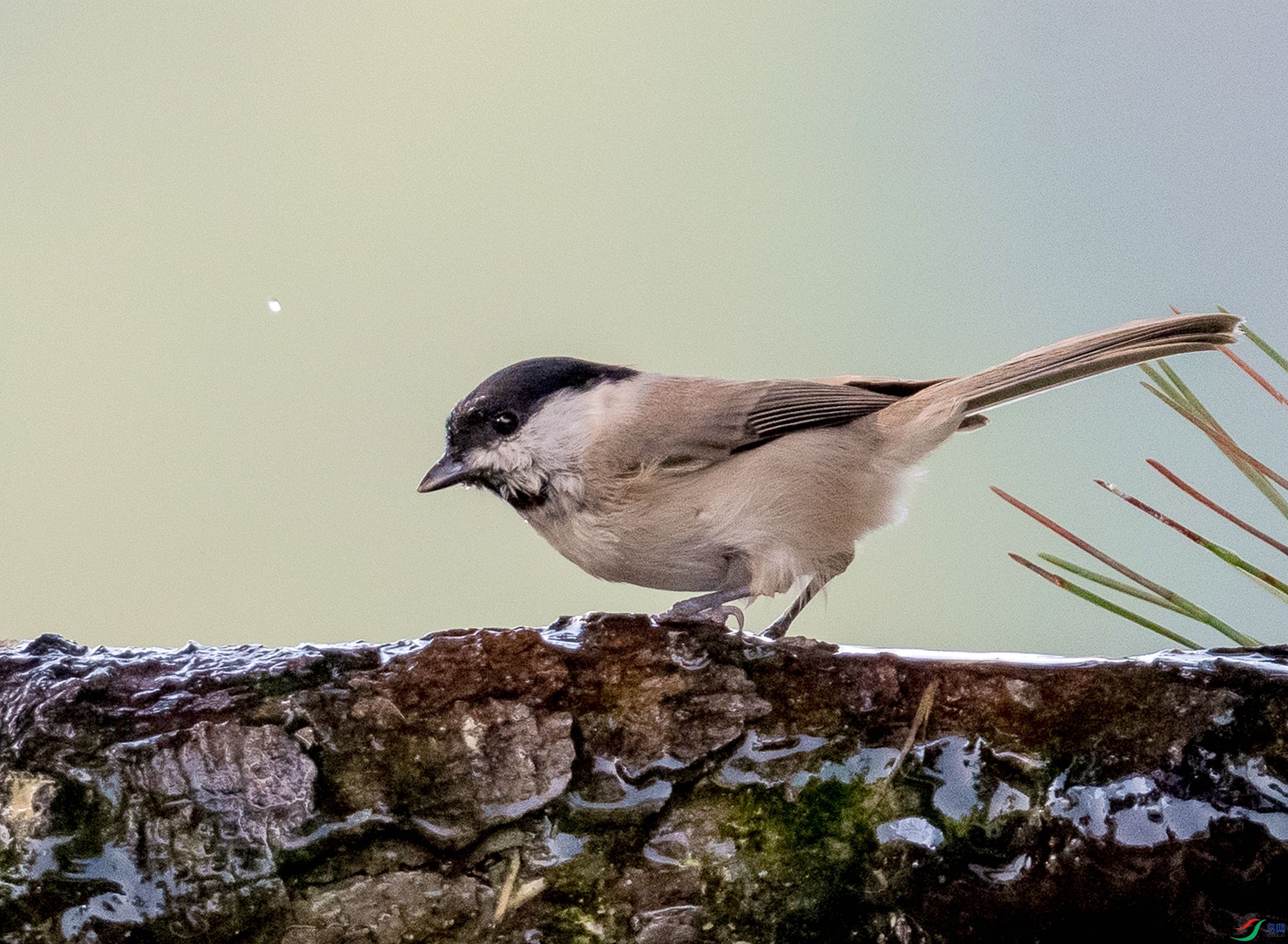 DSC_7184_����.jpg
