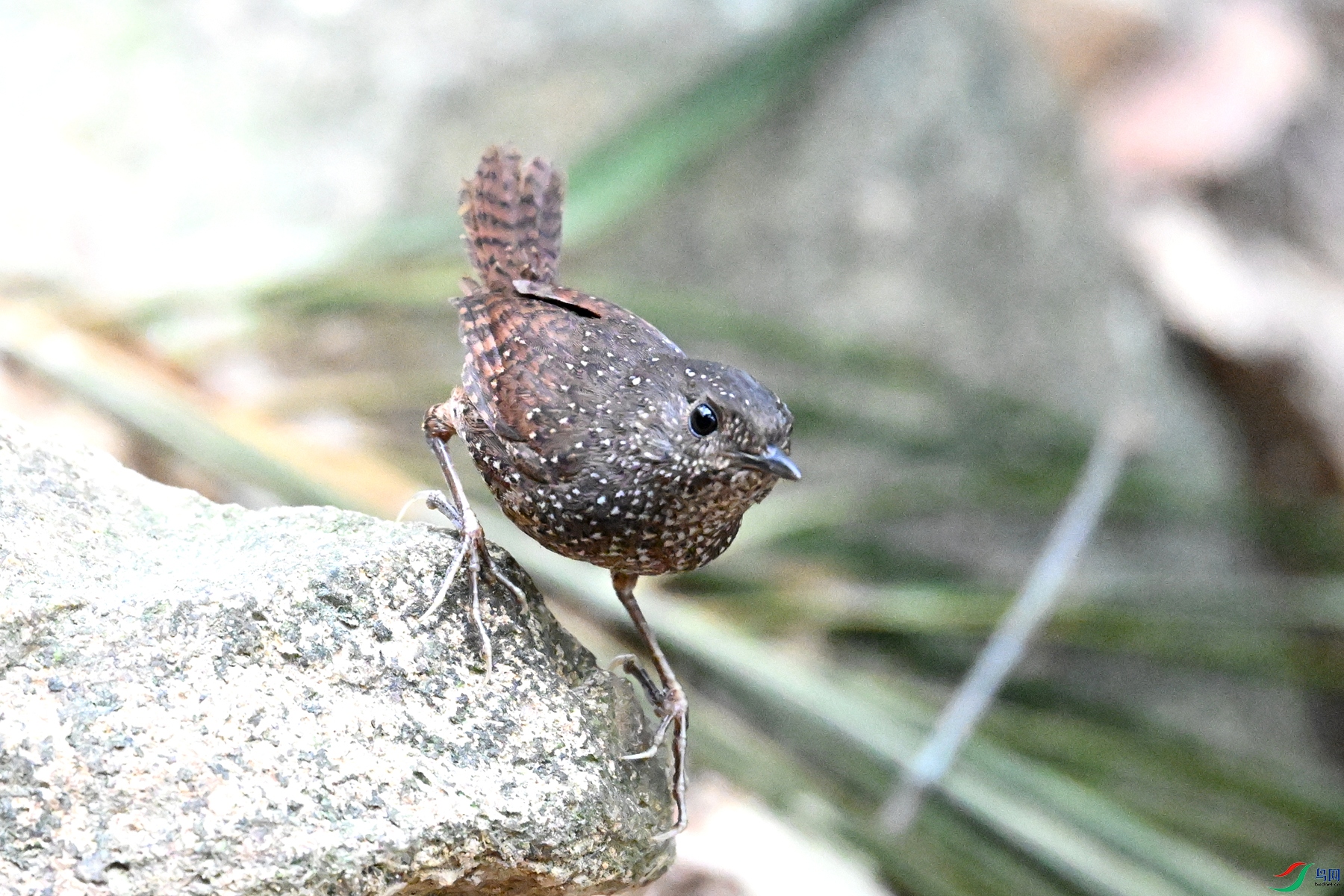 DSC_9518.JPG