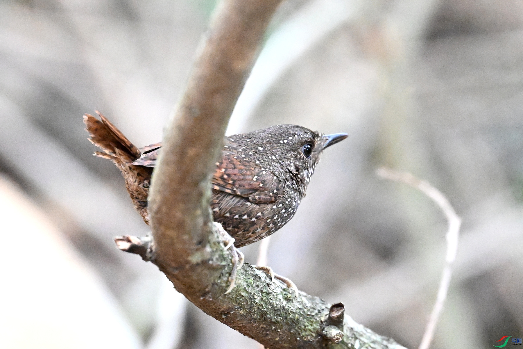 DSC_9536.JPG