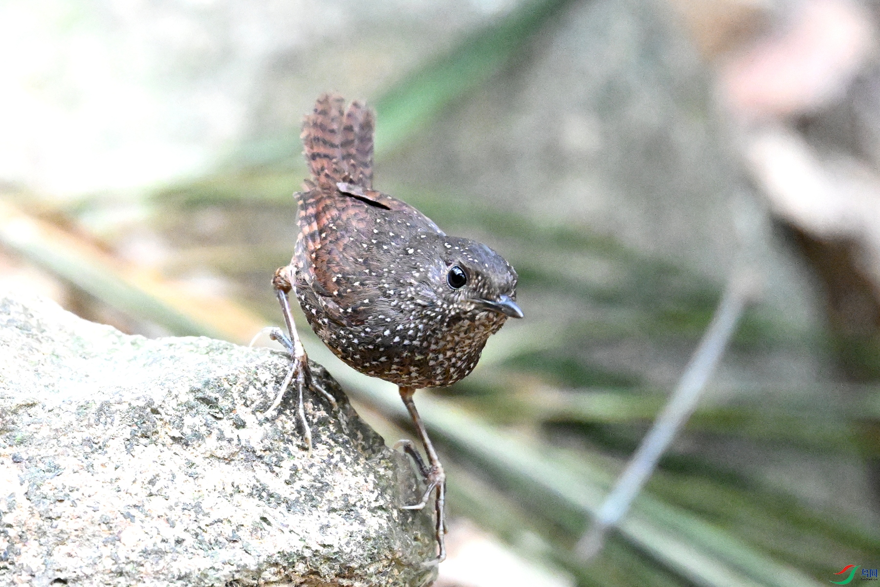 DSC_9519.JPG