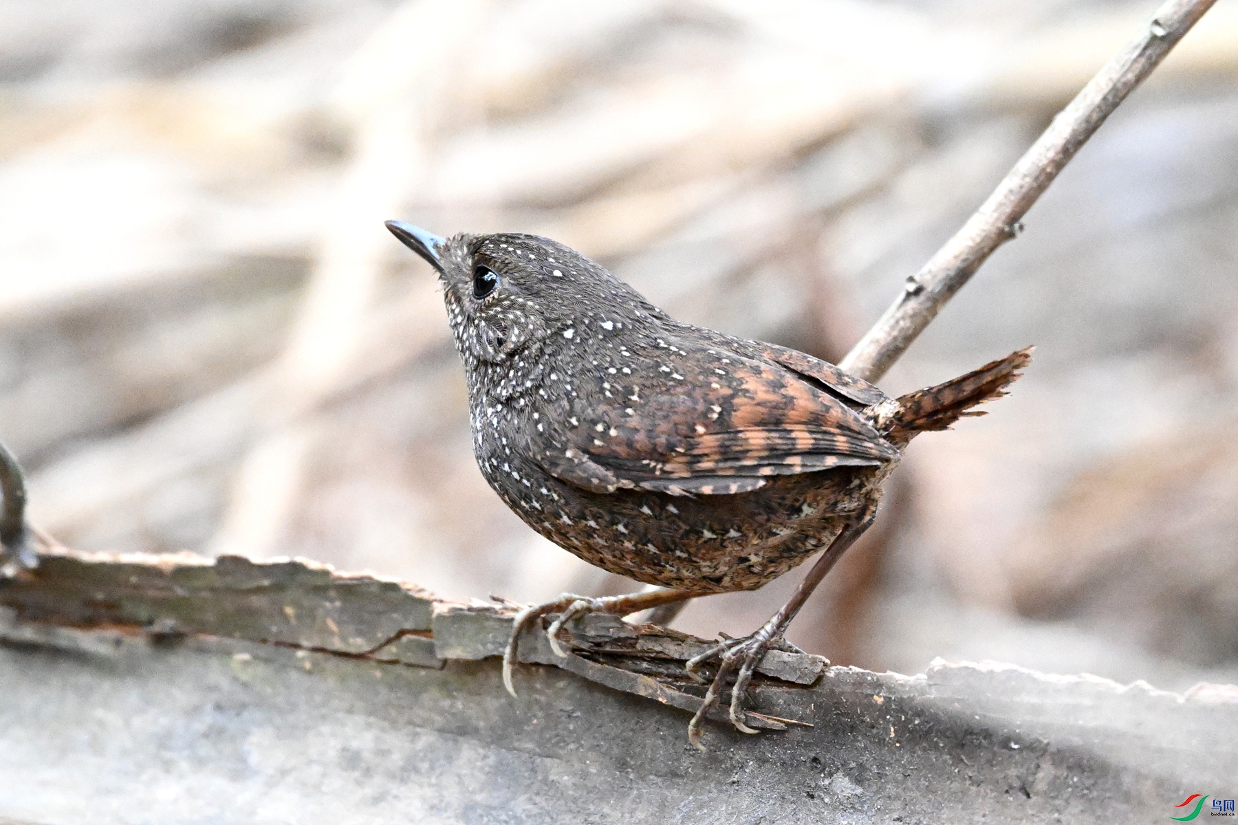DSC_9526.JPG