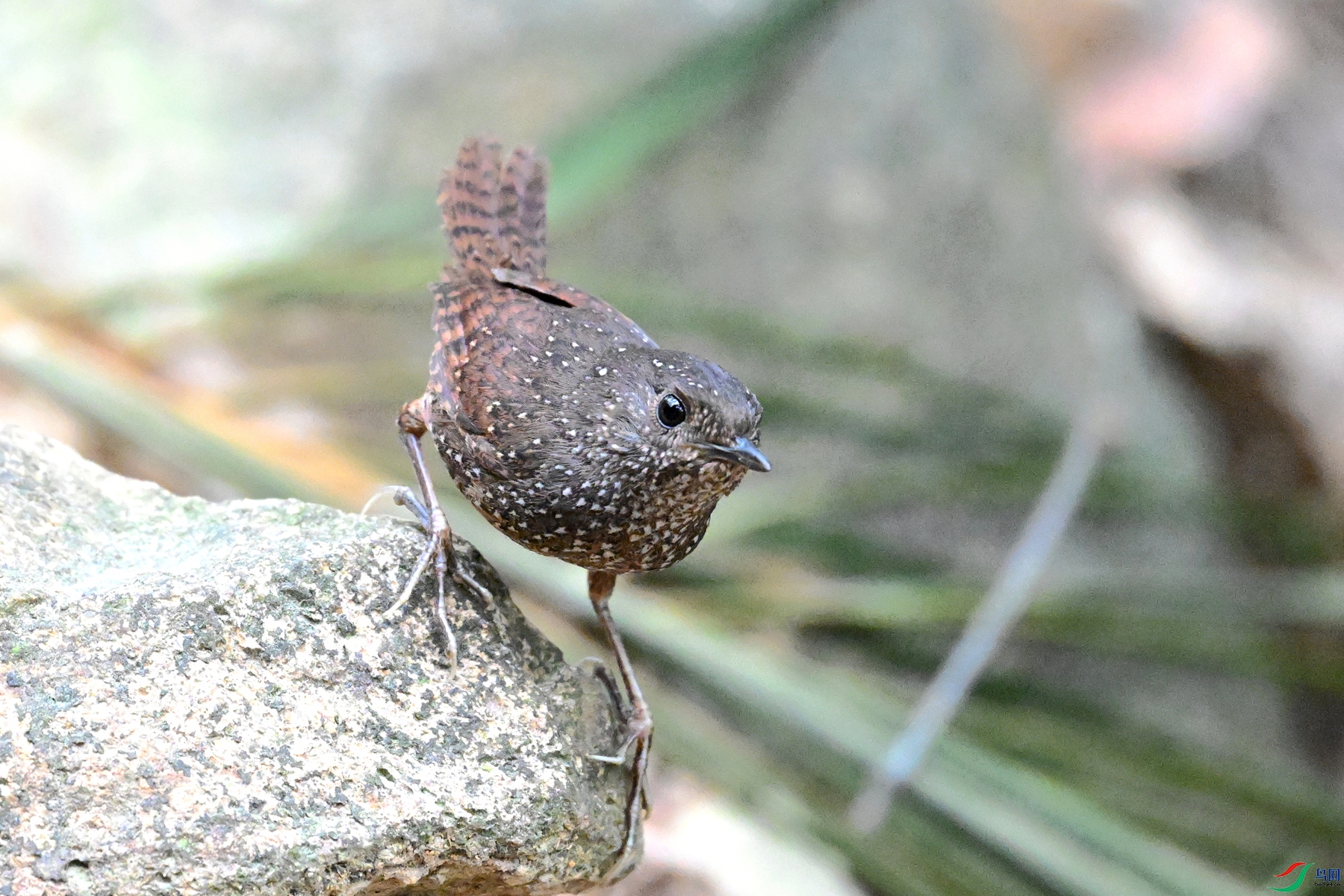 DSC_9520.JPG