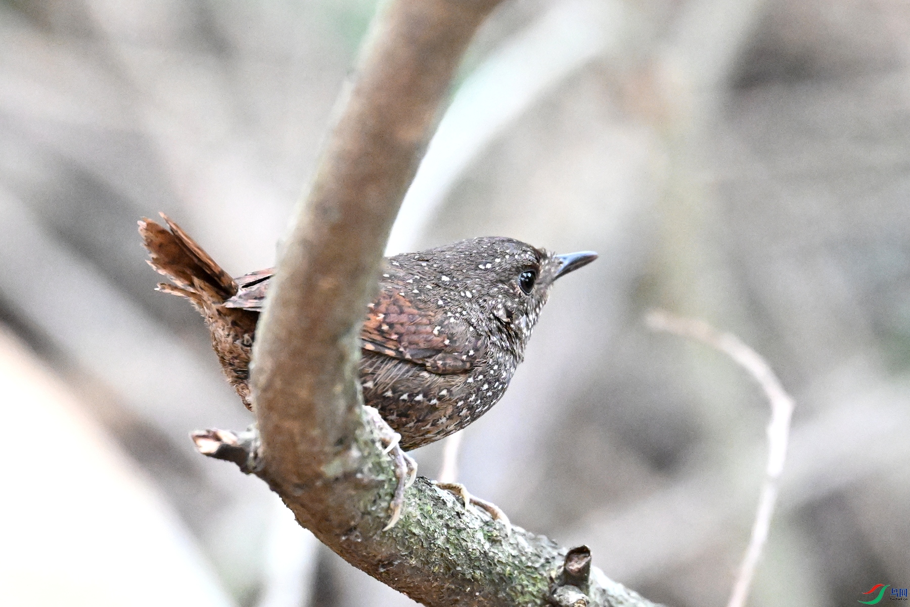 DSC_9535.JPG