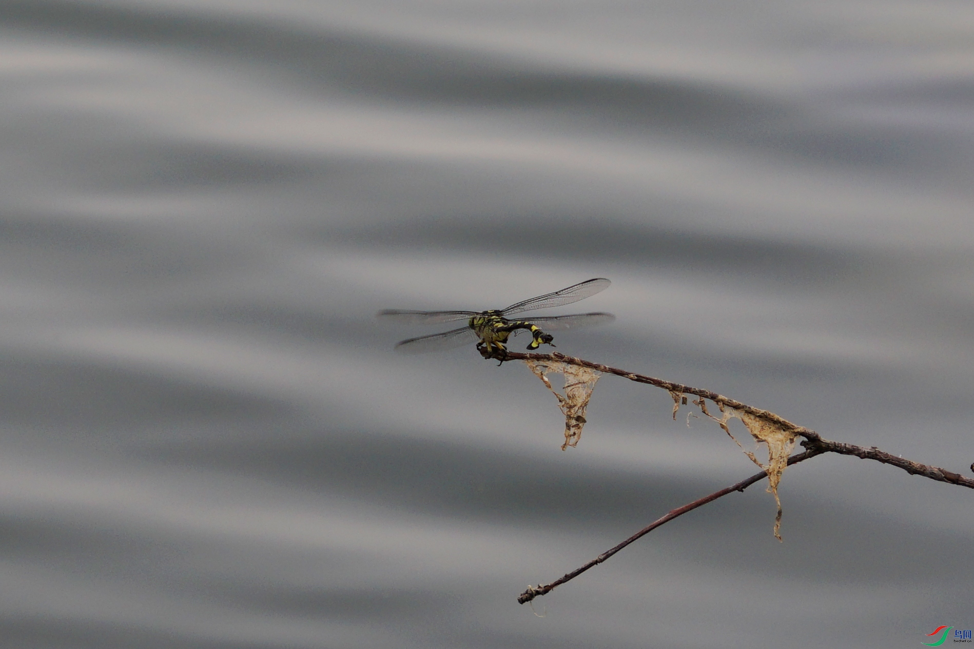 _DSC8101.jpg