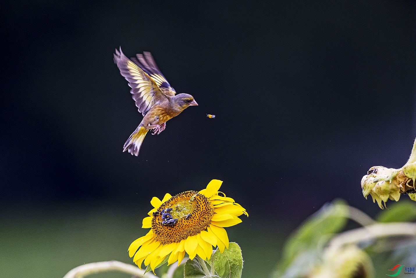 _5LM5706.jpga.jpg