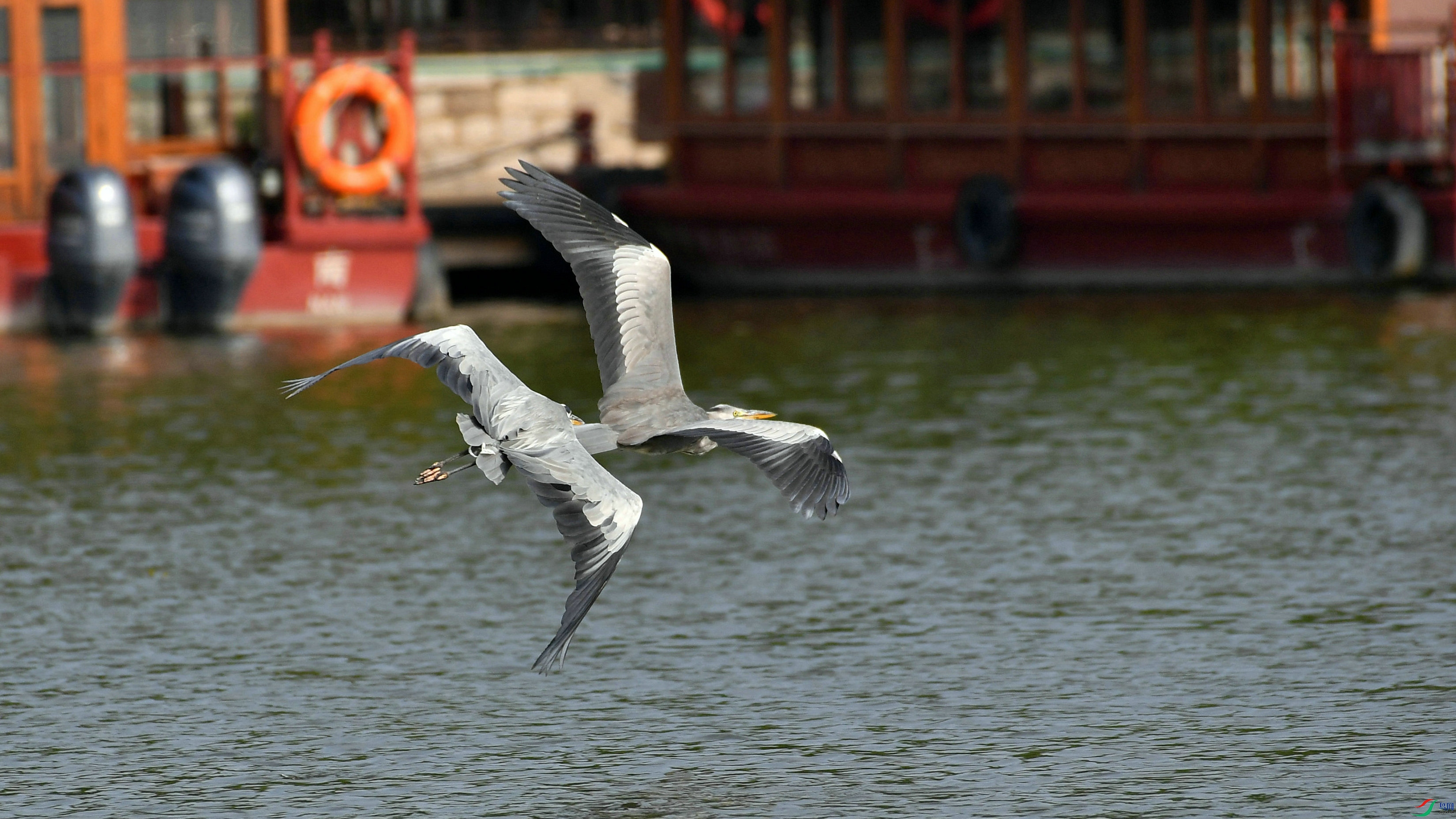 DSC_9621.JPG