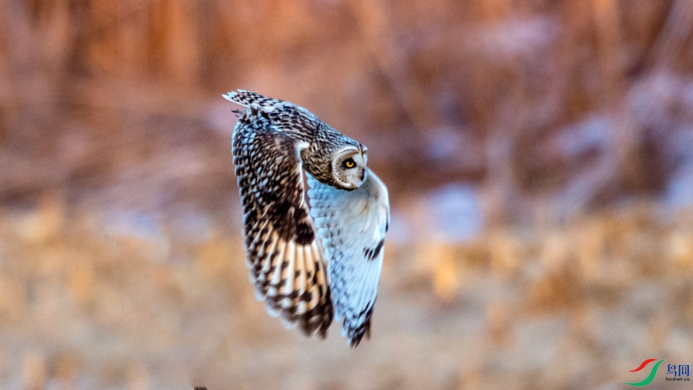 DSC_8741.jpg