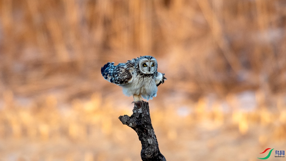 DSC_8644.jpg