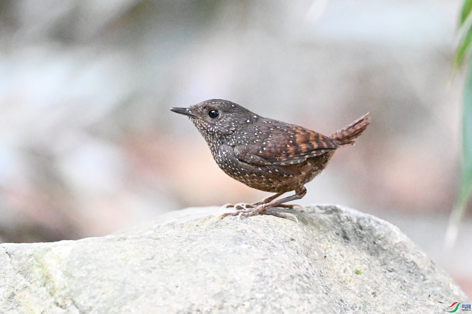 DSC_9464.JPG