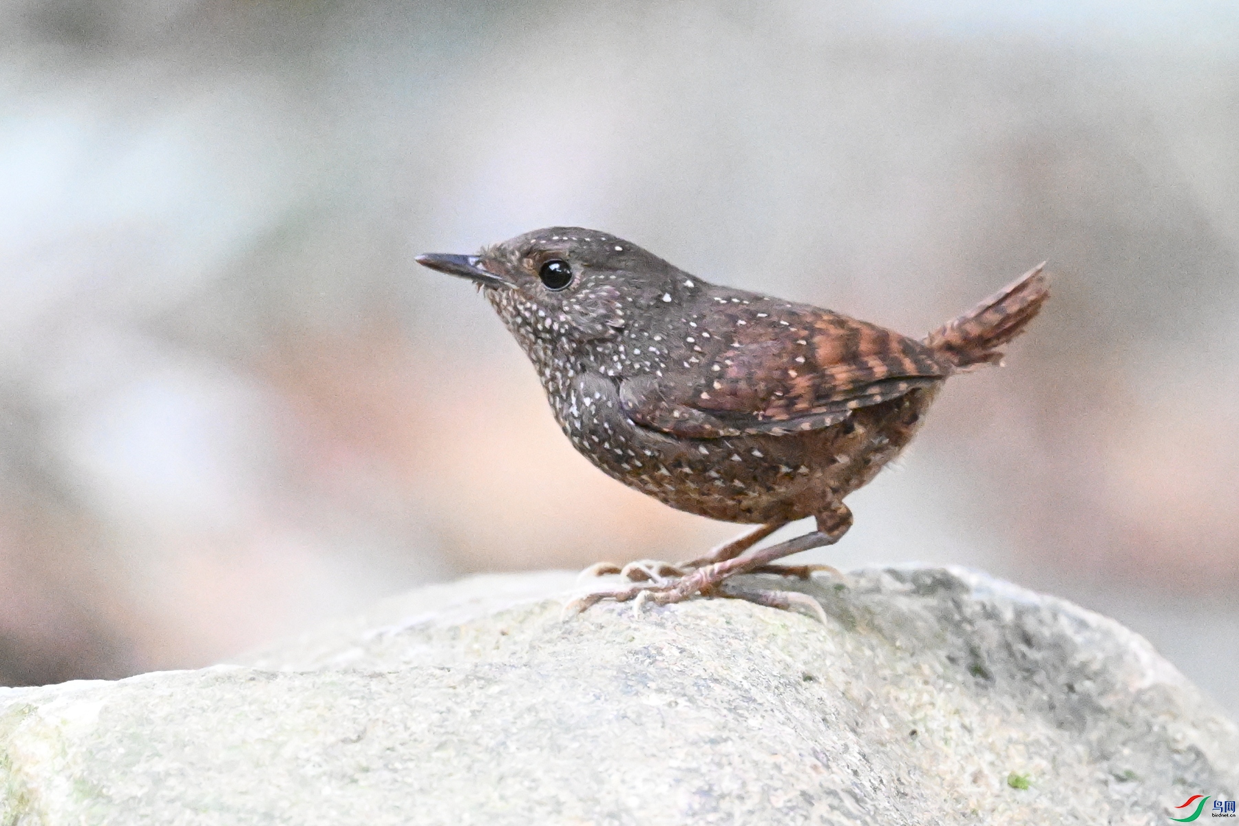 DSC_9467.JPG