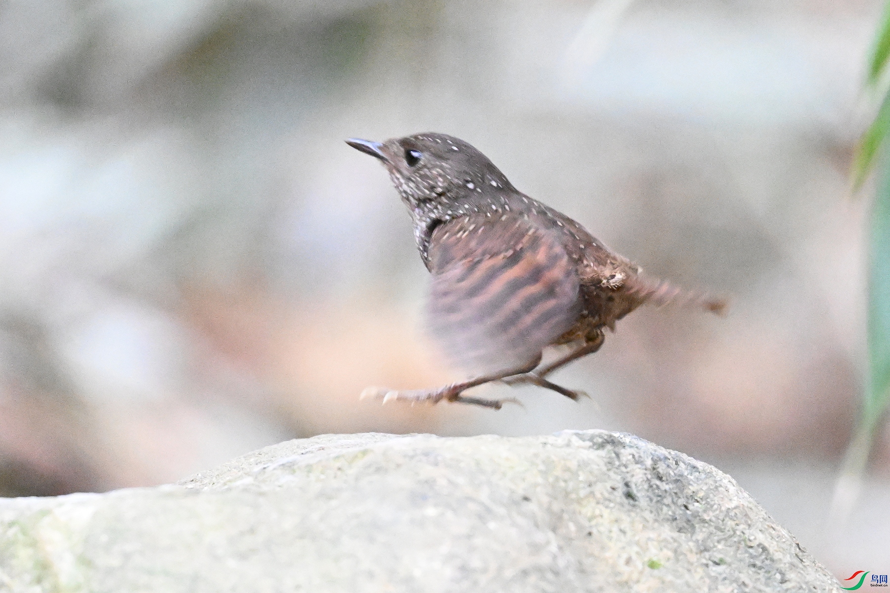 DSC_9484.JPG
