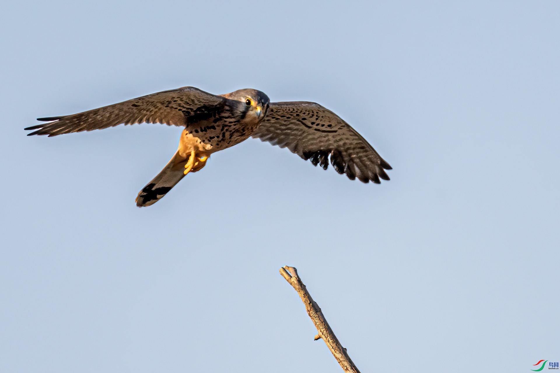 DSC_2445-11.jpg